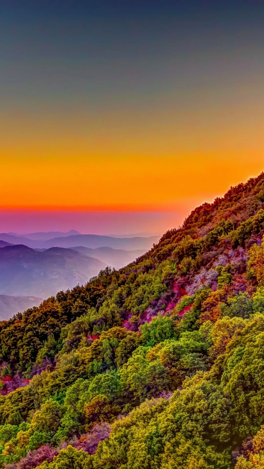 Sequoia National Park Wallpaper 4K, California