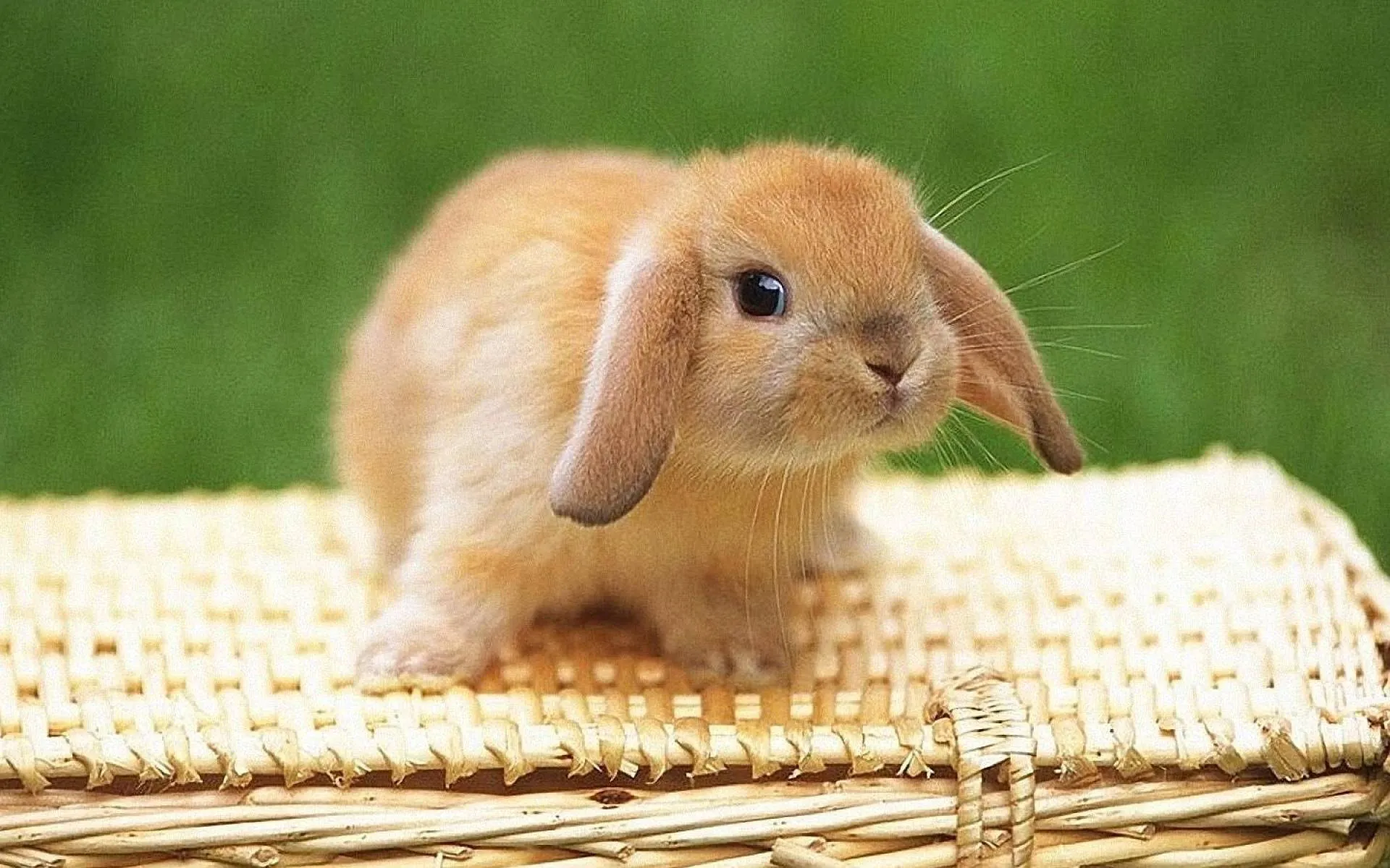 Download A Pleasant, Light Brown Bunny Wallpaper
