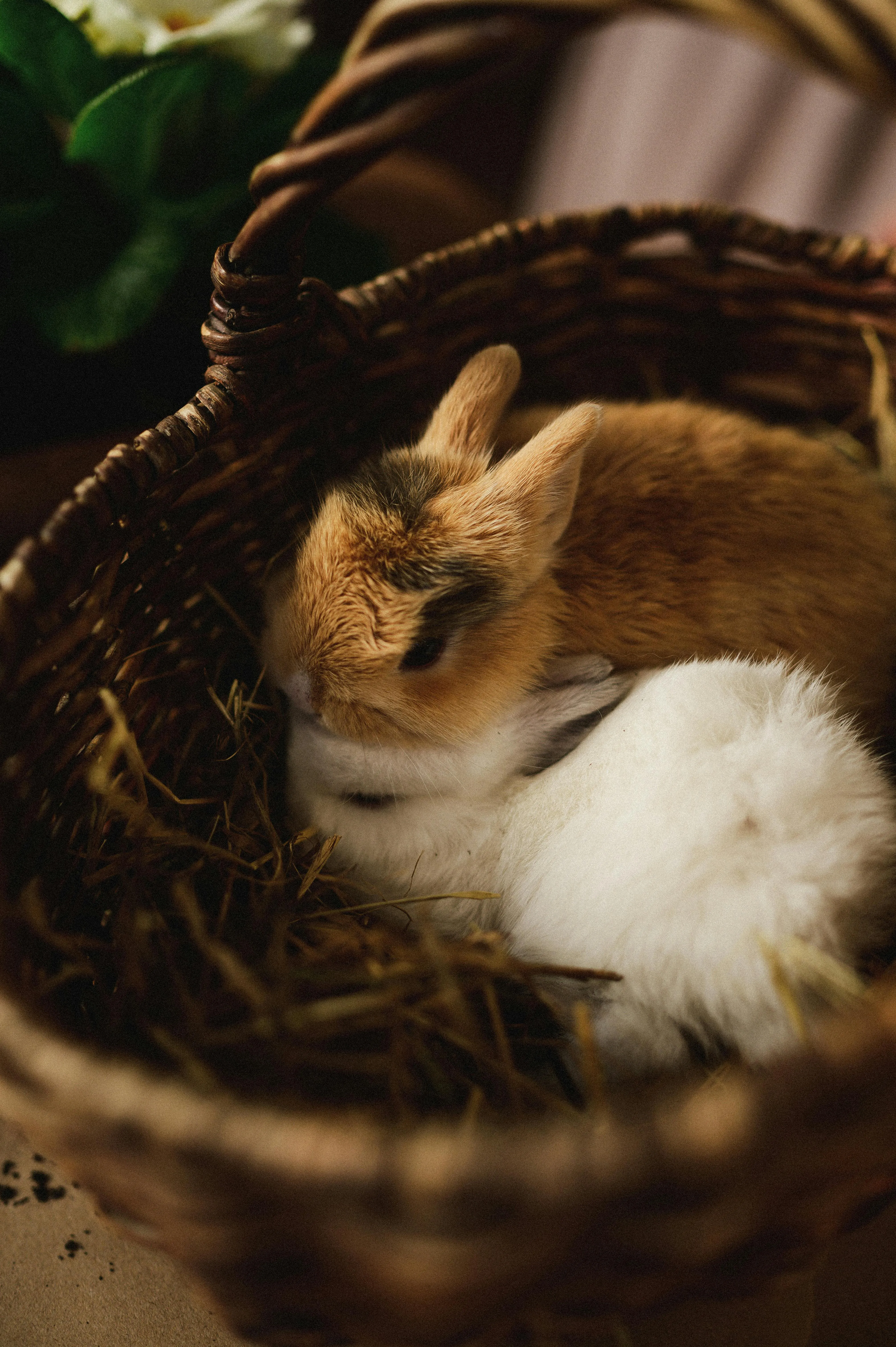 Cute Bunnies Photo, Download The BEST Free Cute Bunnies & HD Image