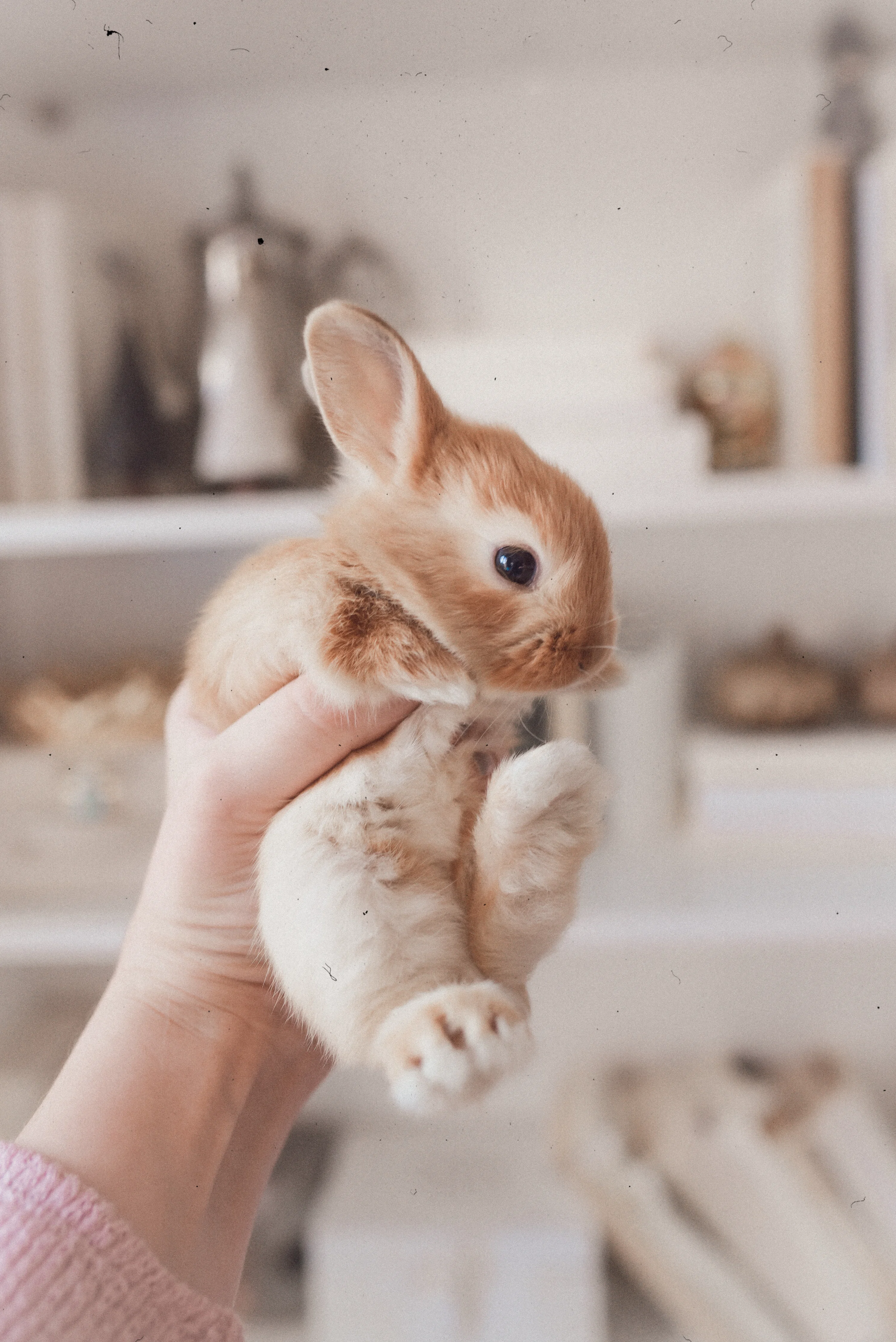 Baby Rabbit Picture. Download Free Image