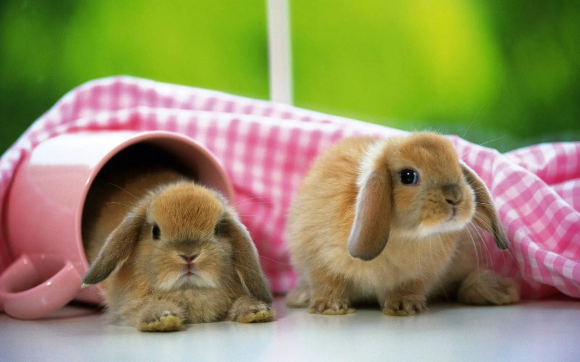 Download Two Playful Brown Bunnies Basking in the Sun Wallpaper