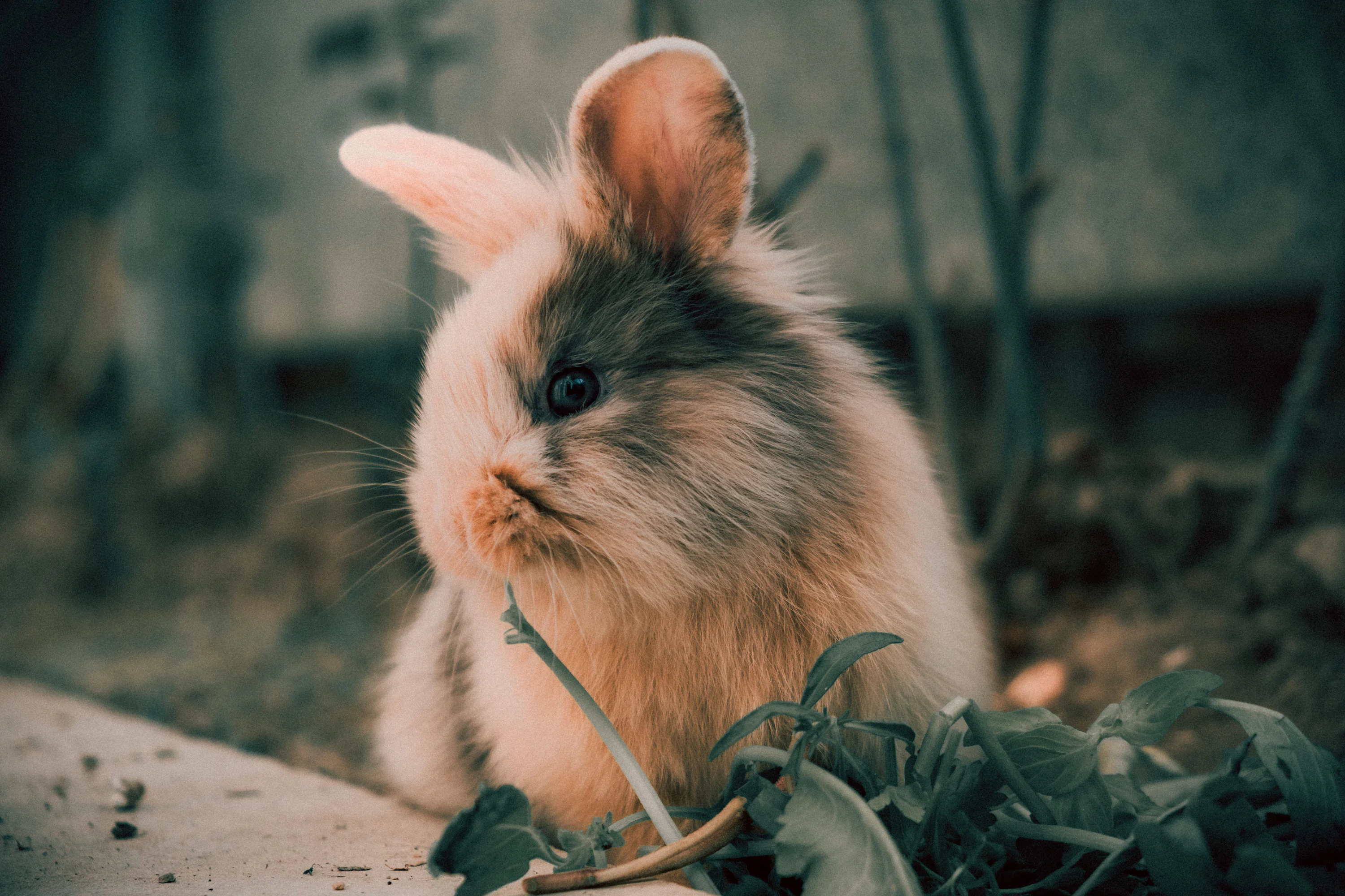 A small rabbit sitting on the ground next to a plant photo