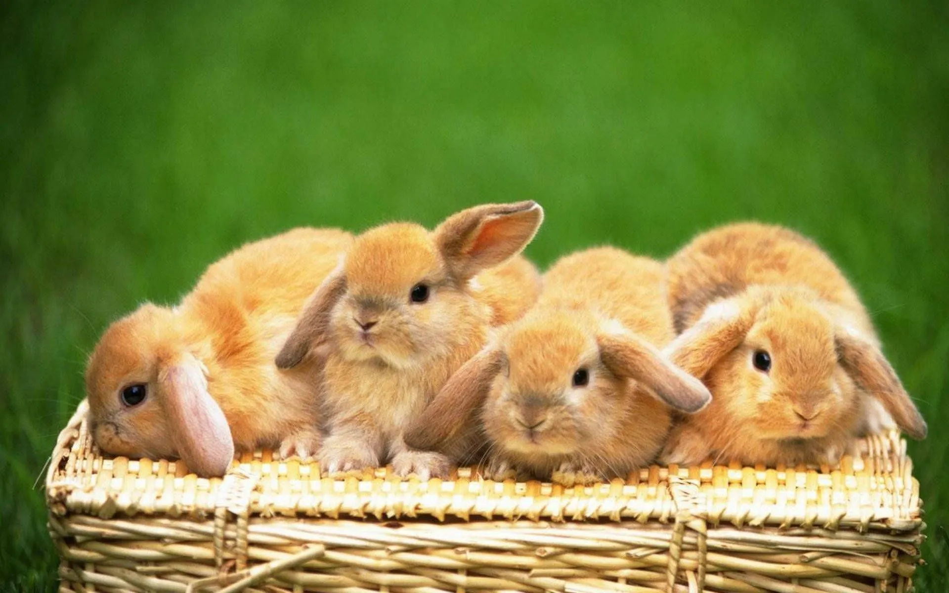 Download Four Brown Baby Bunnies Wallpaper