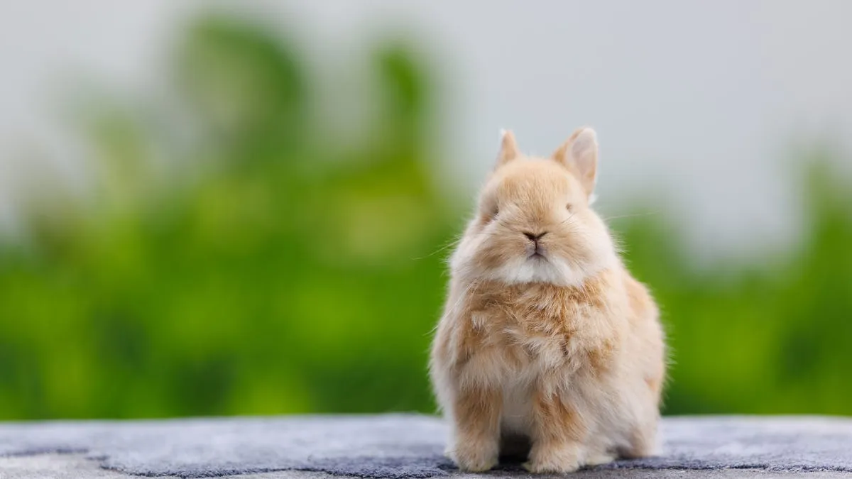 Cutest Bunny Breeds That Make Perfect Pets
