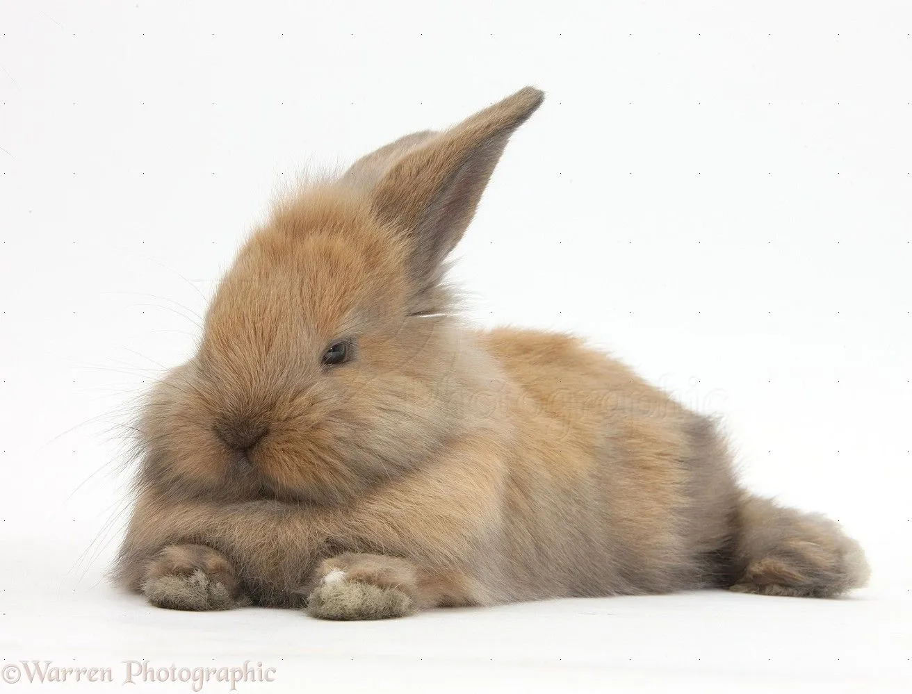 Baby Bunny Brown 58,568 Brown Baby Bunny Royalty Free Image