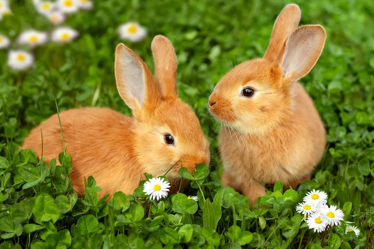 Baby Bunnies Play Heartwarming Game of Leapfrog in Lush Spring Yard