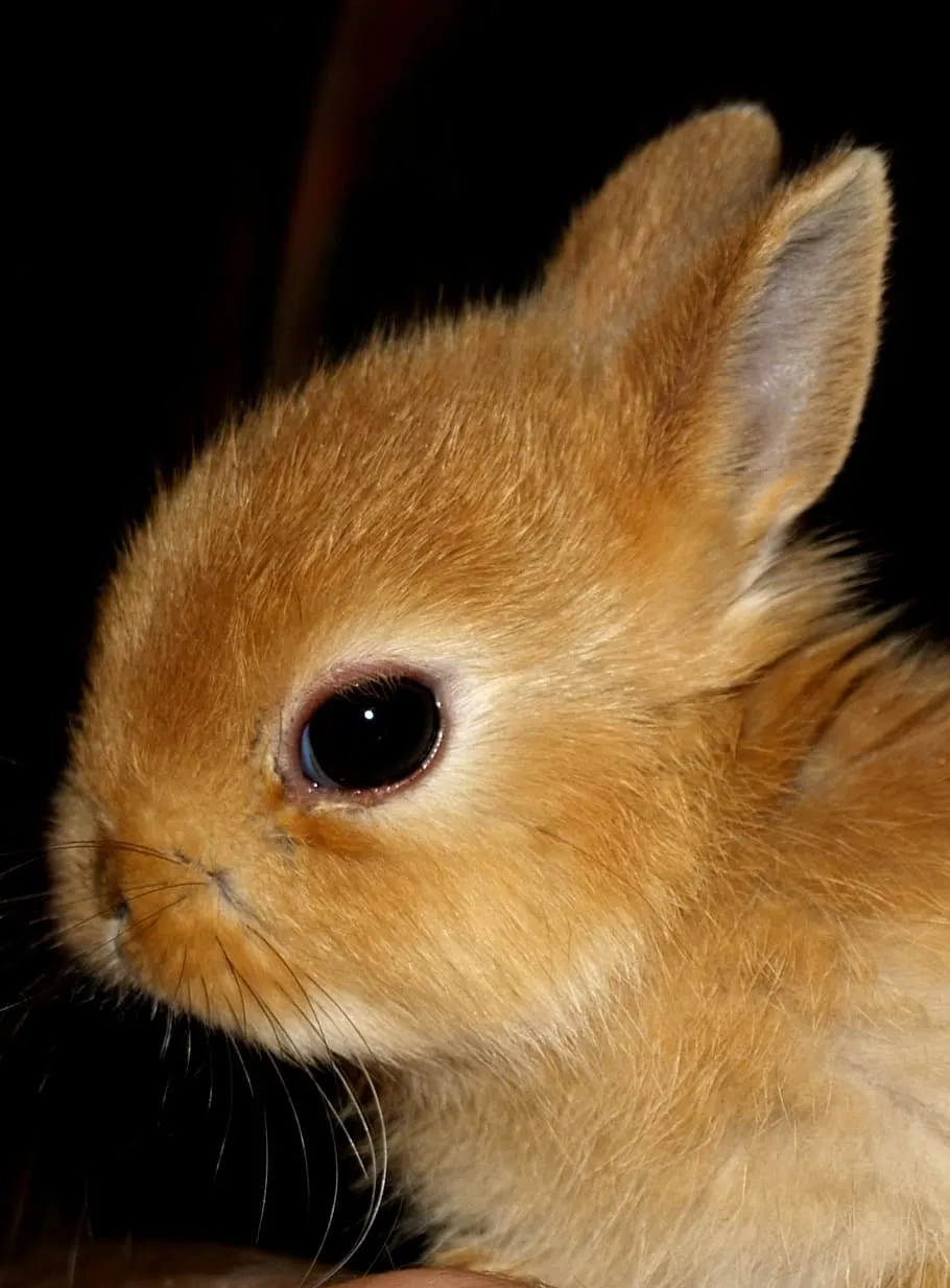 HD wallpaper: closeup photo of brown rabbit, hare baby, pet, sweet, one animal