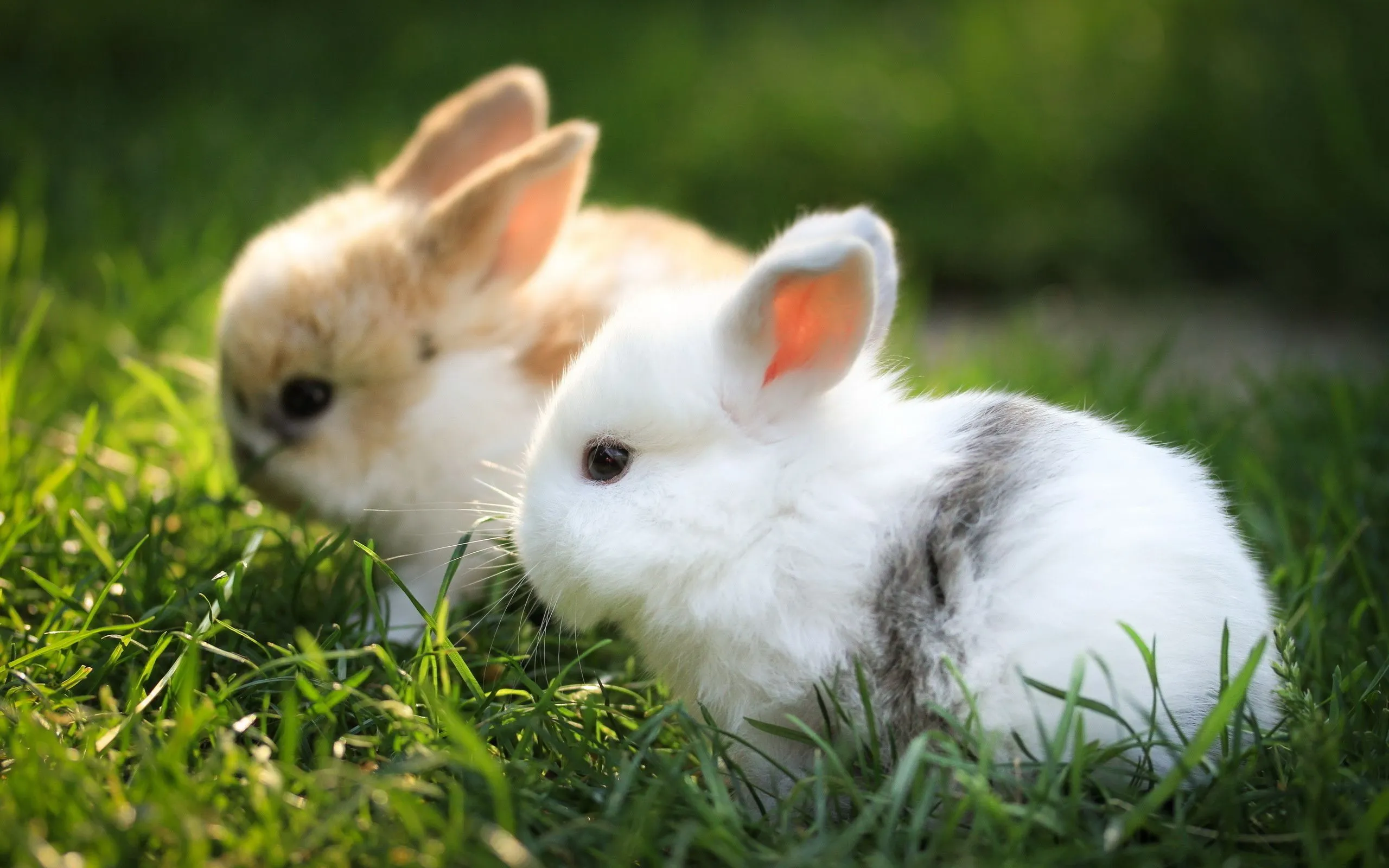 Wallpaper White and Brown Rabbit on Green Grass During Daytime, Background Free Image