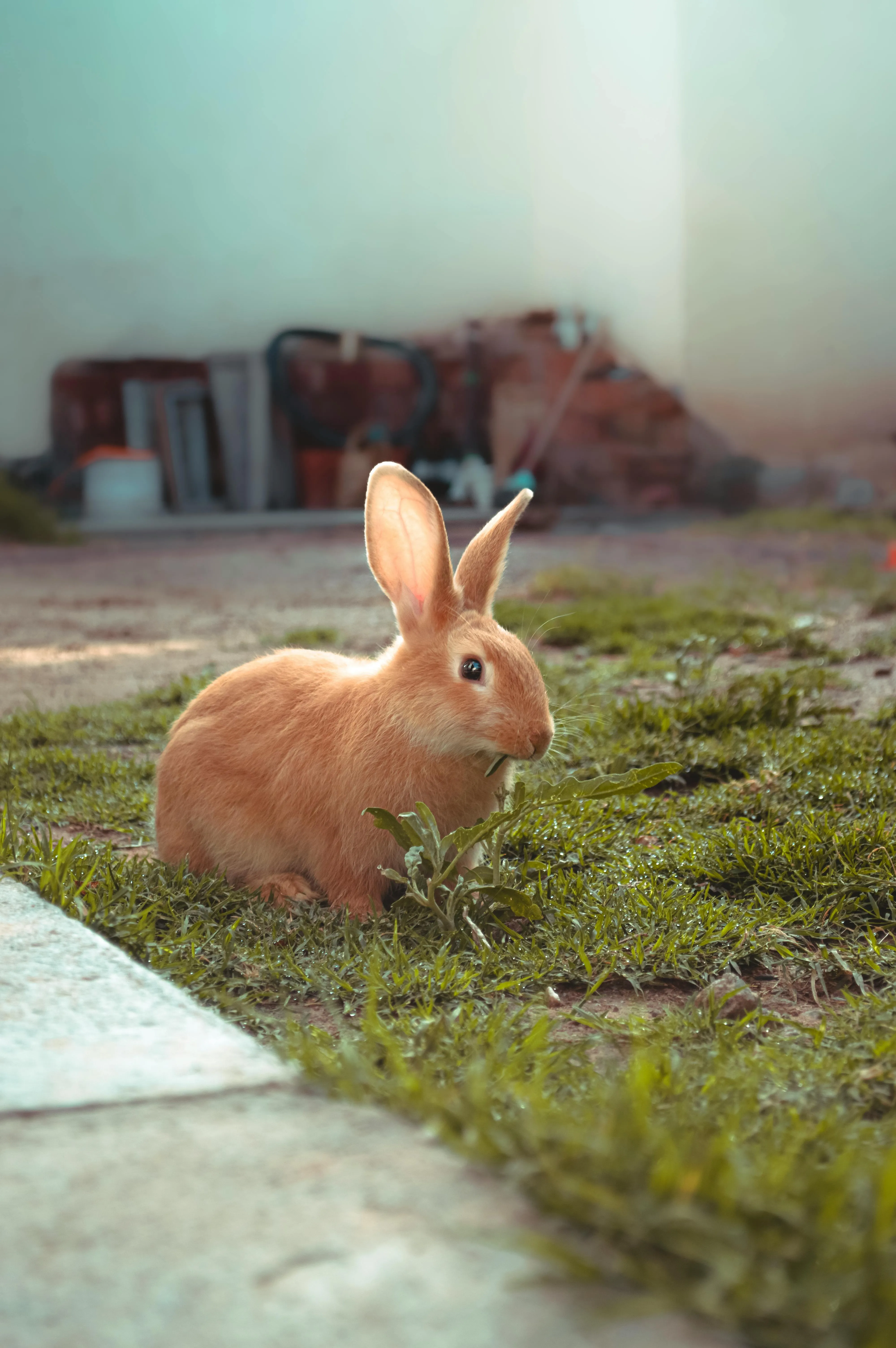 Brown Rabbit Photo, Download The BEST Free Brown Rabbit & HD Image