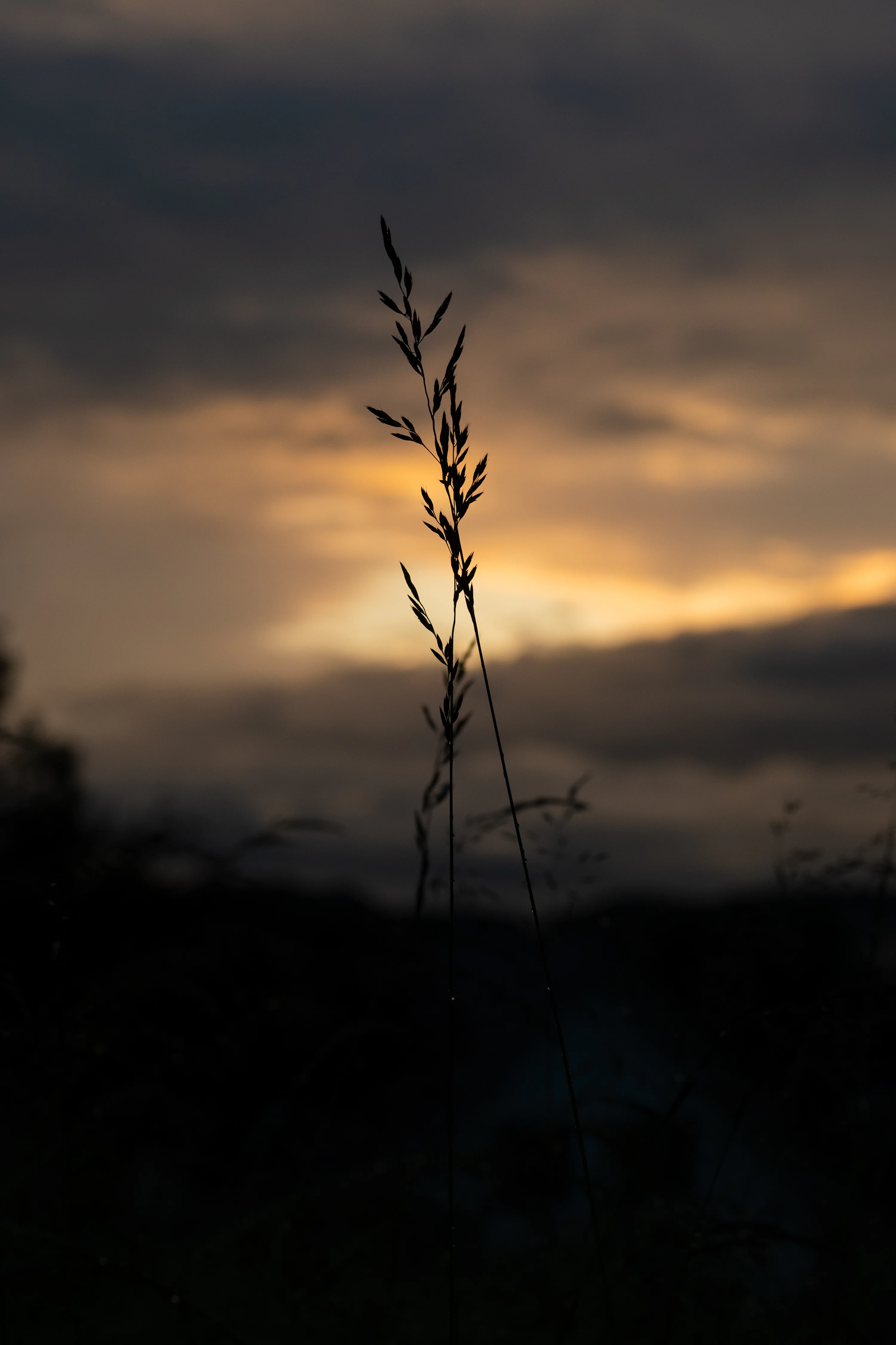 Nature Phone Wallpaper 4K & HD Downloads