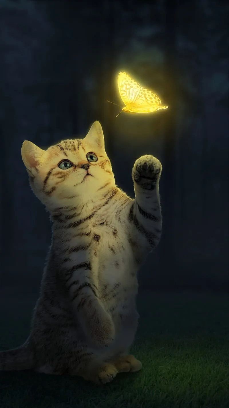 Attractive Creature, animal, butterfly glow, cat, cute, cute cat, cute cat, cute kitten, HD phone wallpaper
