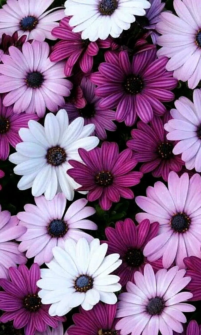 Purple Flowers, beauty, cool, cute, flower, lovely, nature, pretty, HD phone wallpaper