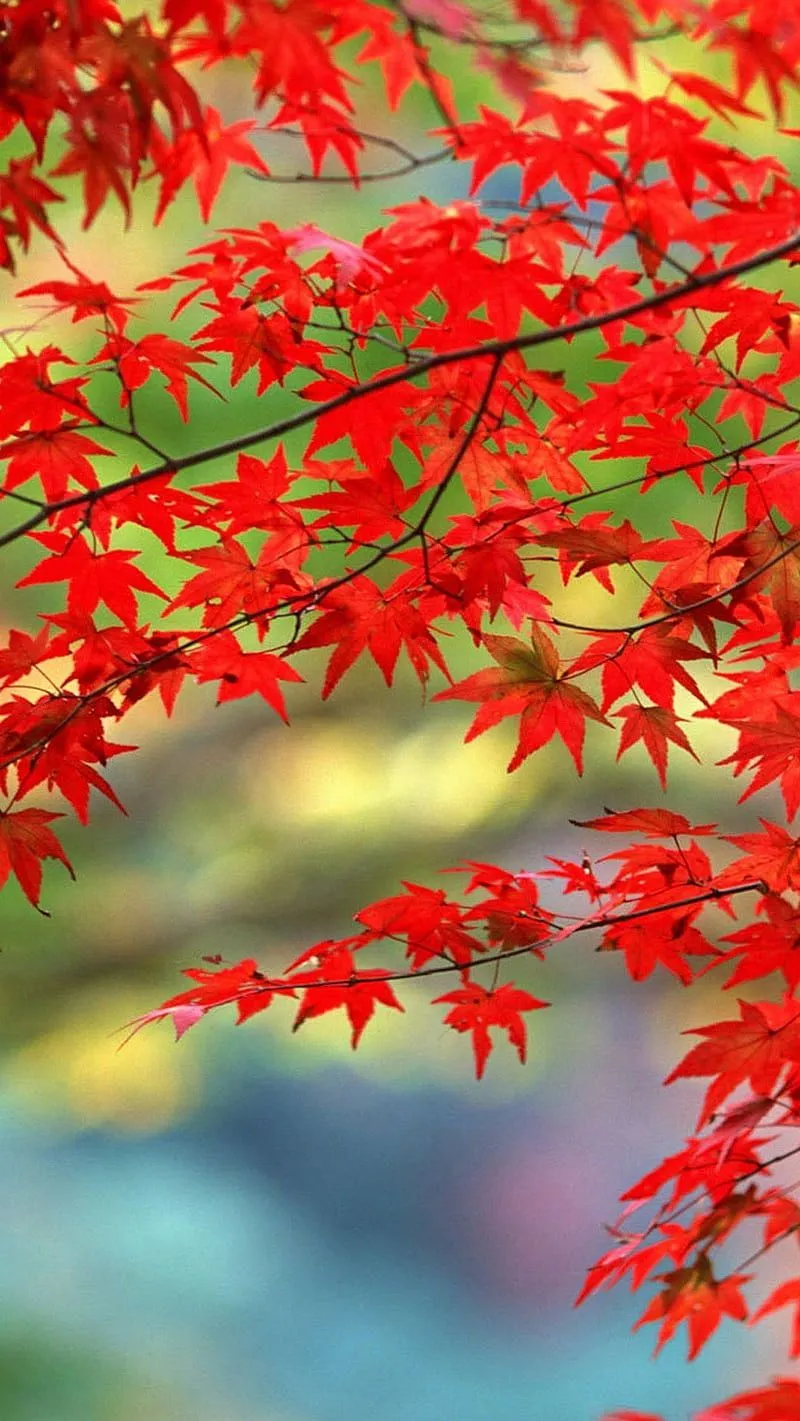 Colourful, colourful, bright, HD phone wallpaper
