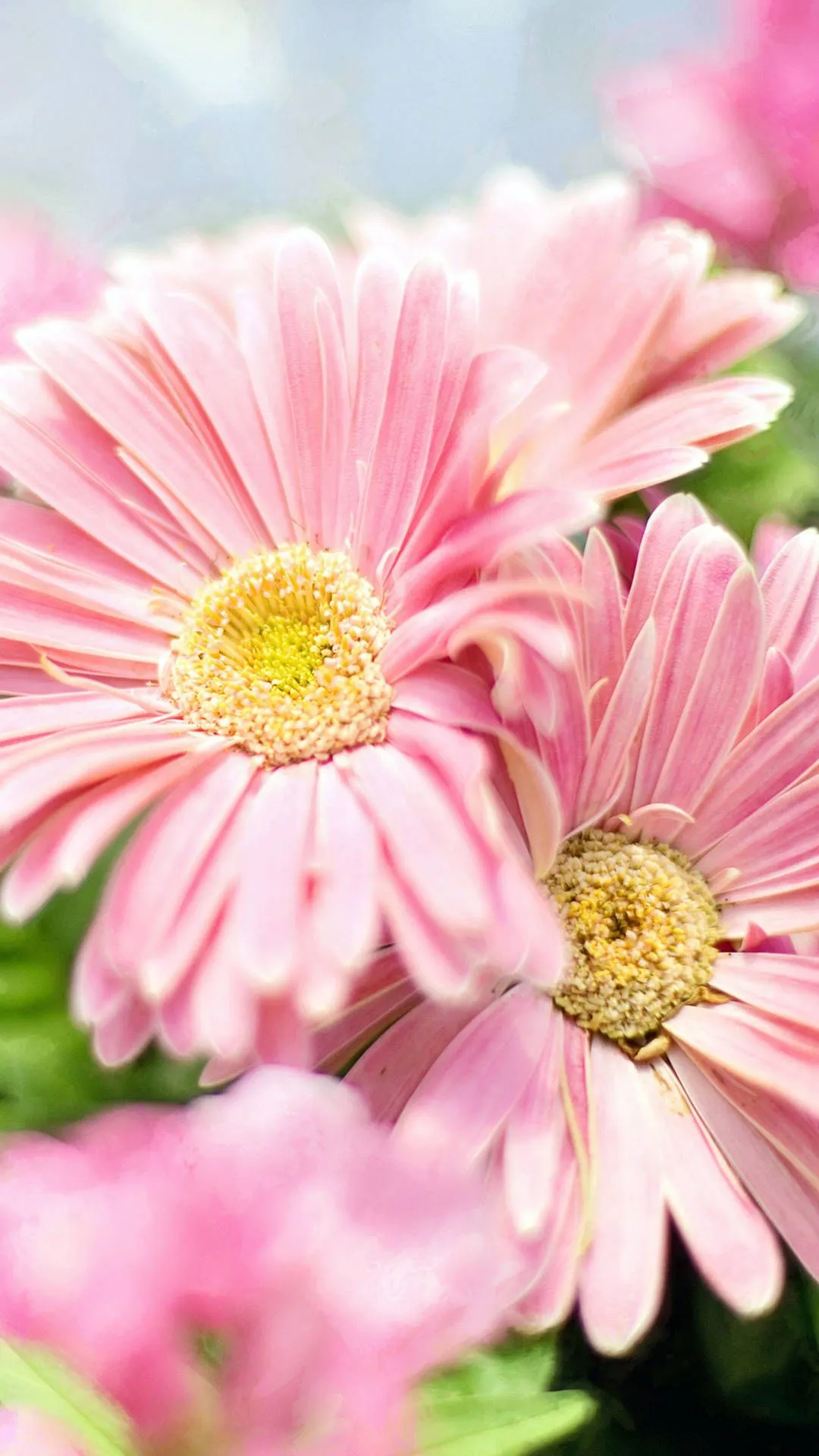 Download Yellow Bud On Pink Flower iPhone Wallpaper