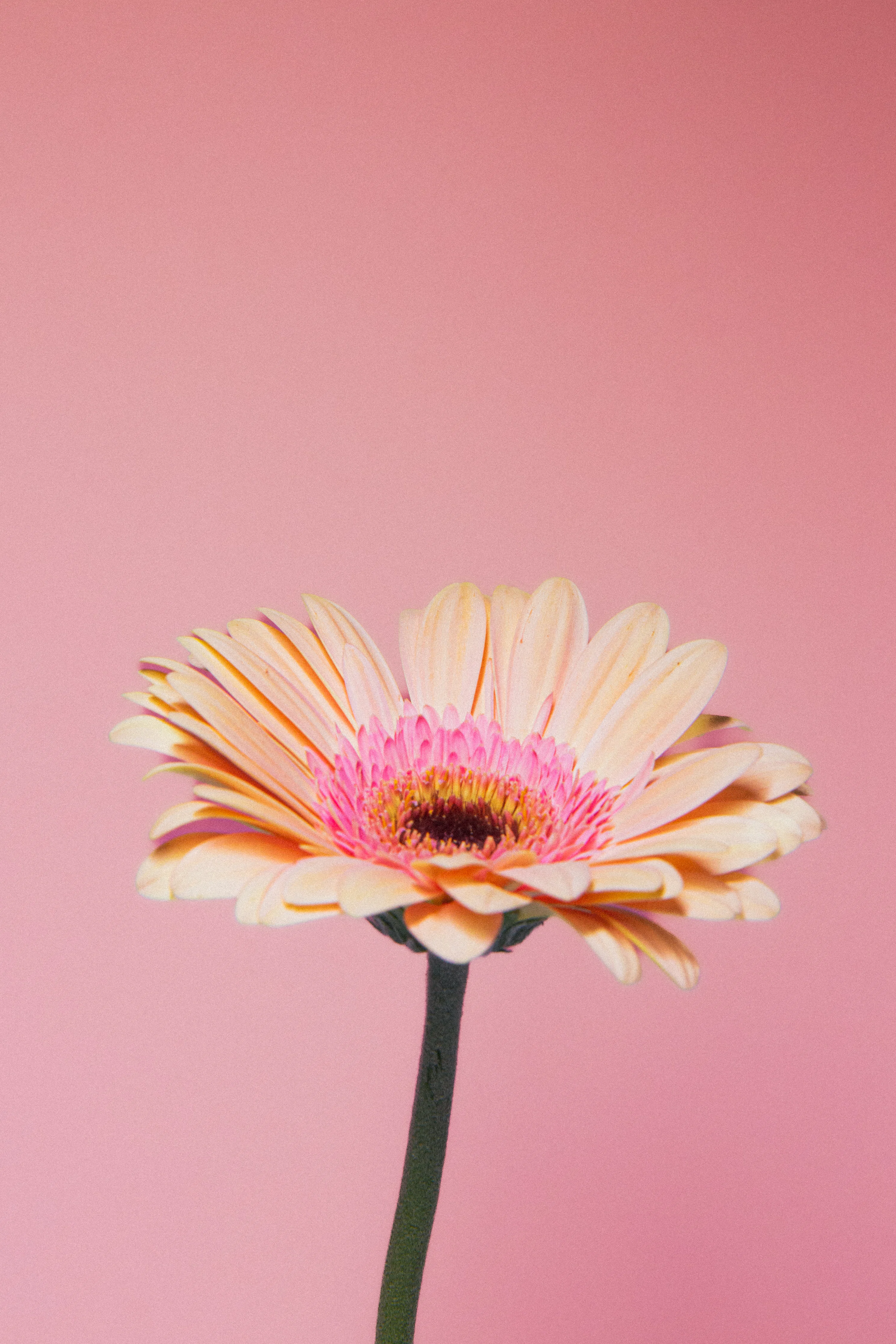 A pink and yellow flower on a pink background photo