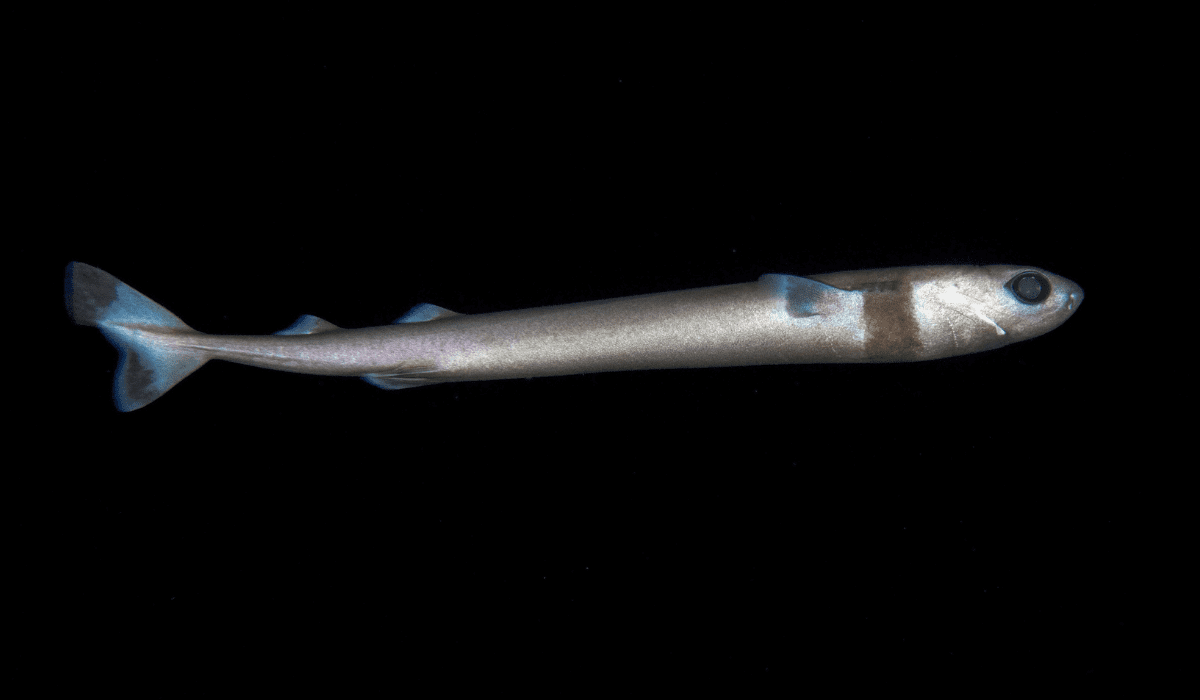 Cookiecutter Shark
