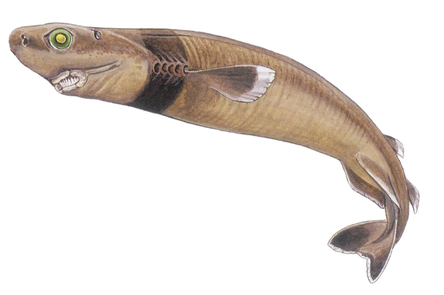 The Cookie Cutter Shark and Giant Tube Worm