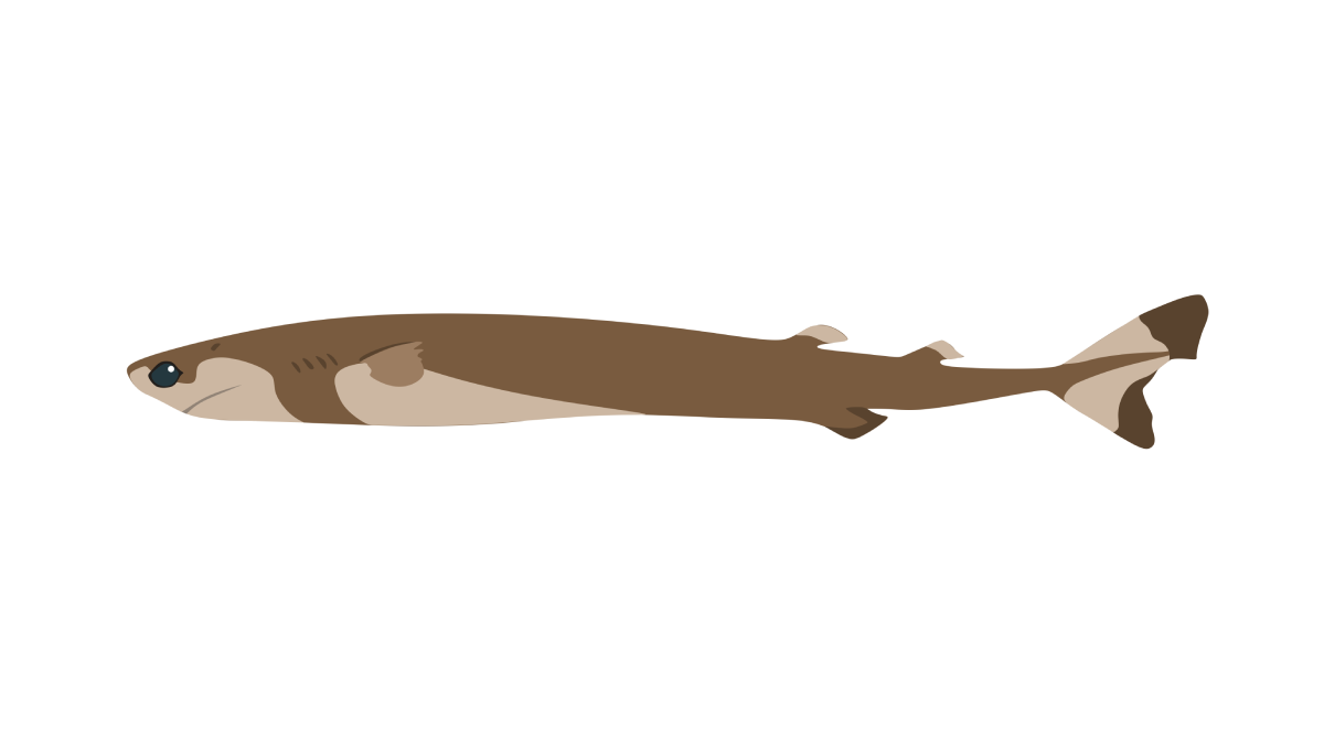 The Cookiecutter Shark 13 Facts: Habitat , Feeding & Behavior