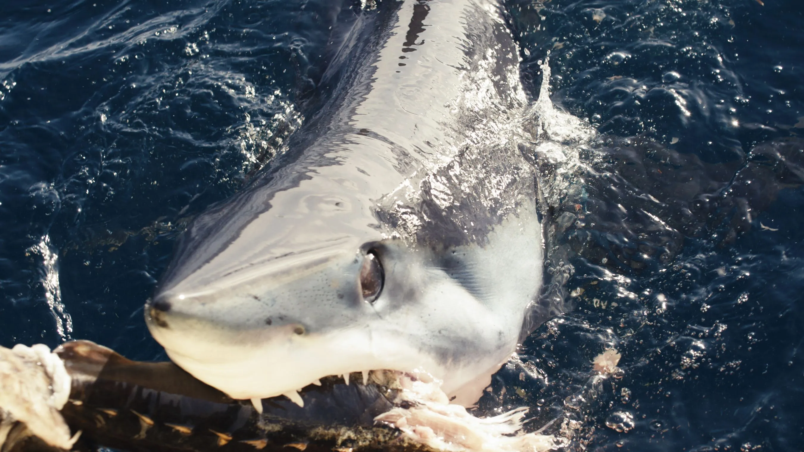 Cookiecutter Shark Takes Bite Out of Great White