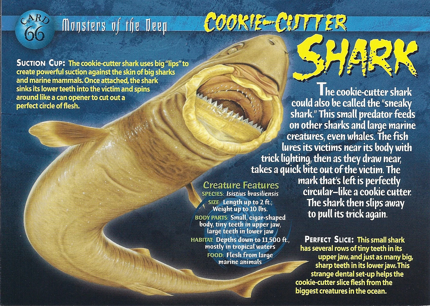 Cookie Cutter Shark. Weird N' Wild Creatures