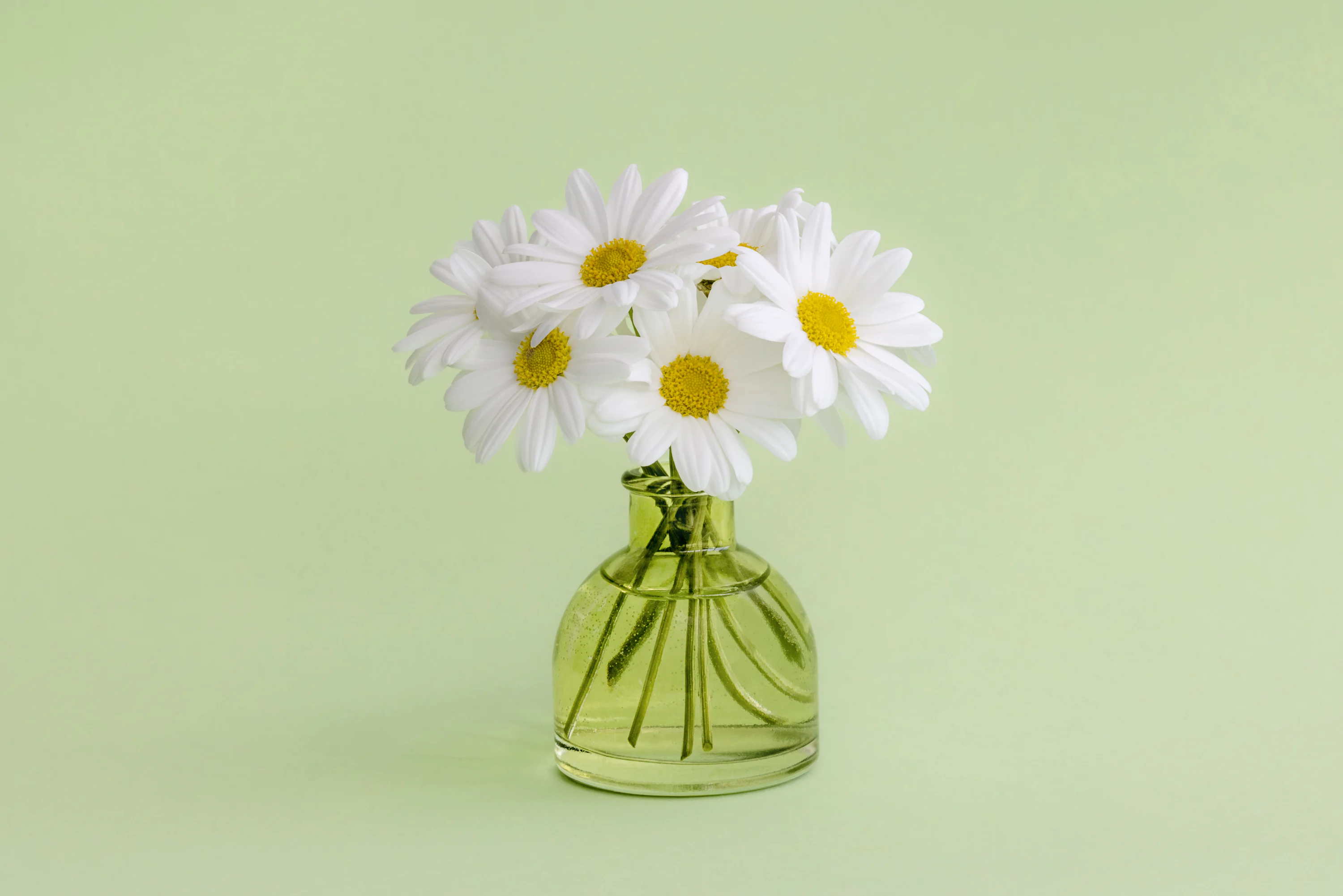 A small vase holding white daisies on a green background photo