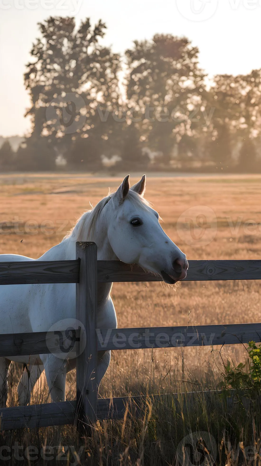 White horse leans on a fence in a golden field, evoking tranquility Vertical Mobile Wallpaper