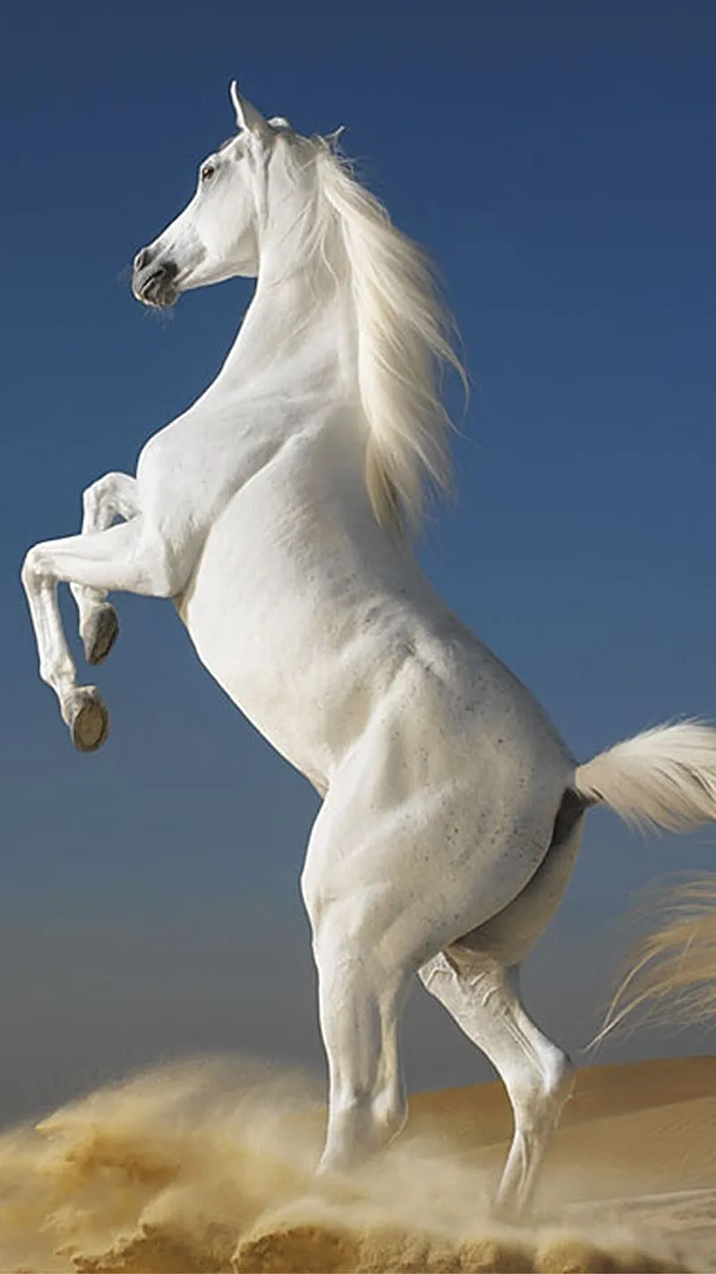 White Horse, faster horse, faster, horse, HD phone wallpaper