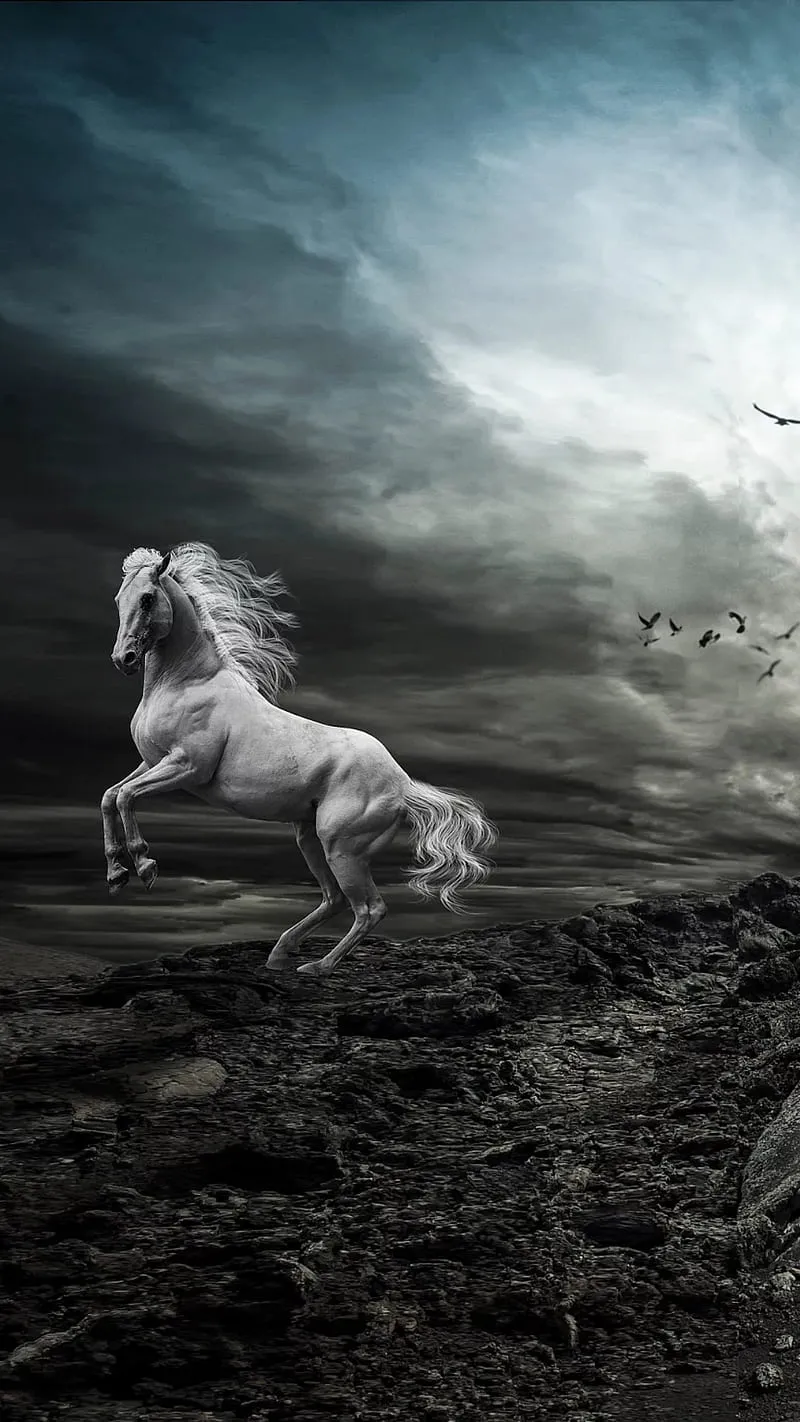White horse, animal, birds, cloudy, HD phone wallpaper