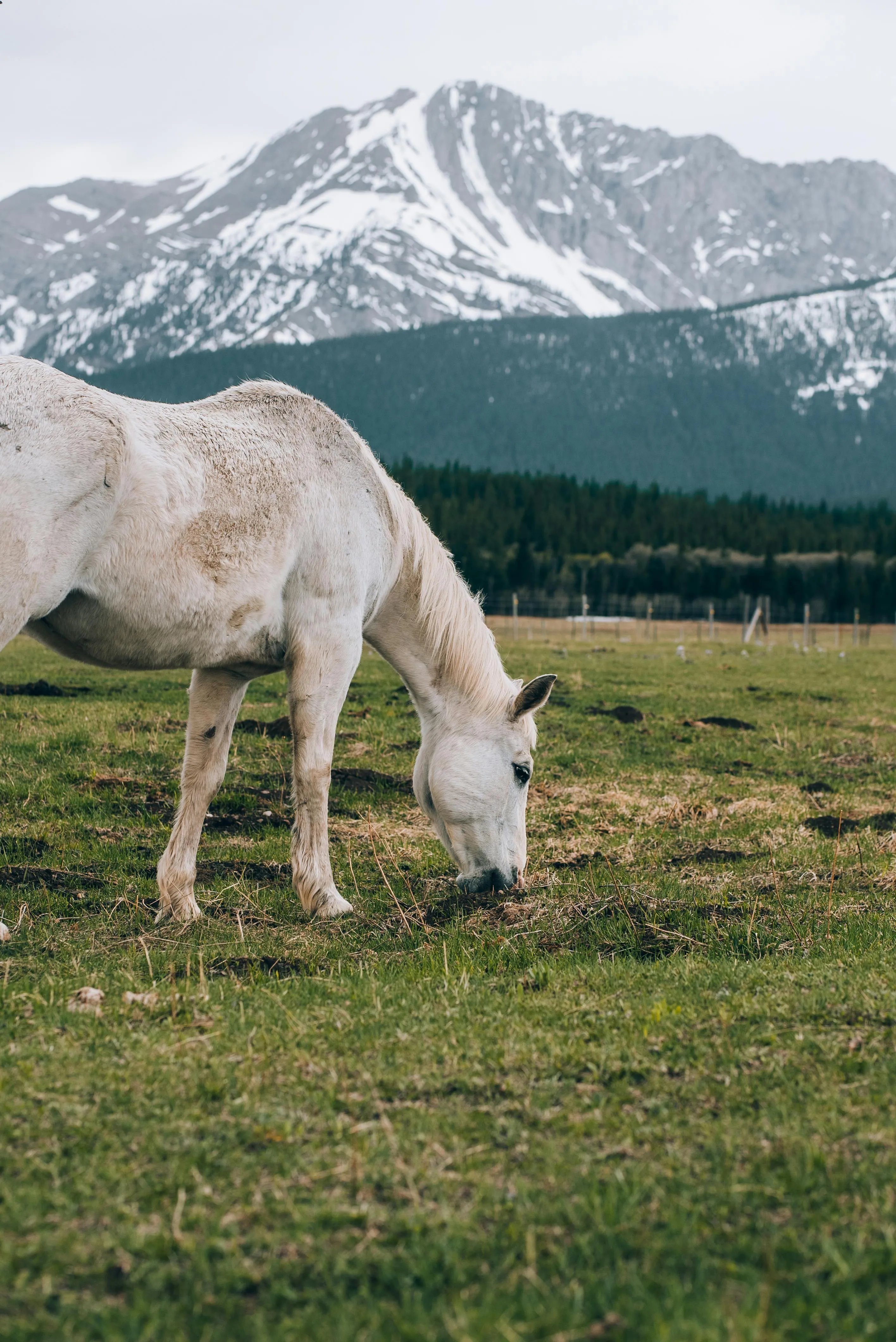 White Horse on Pasture · Free