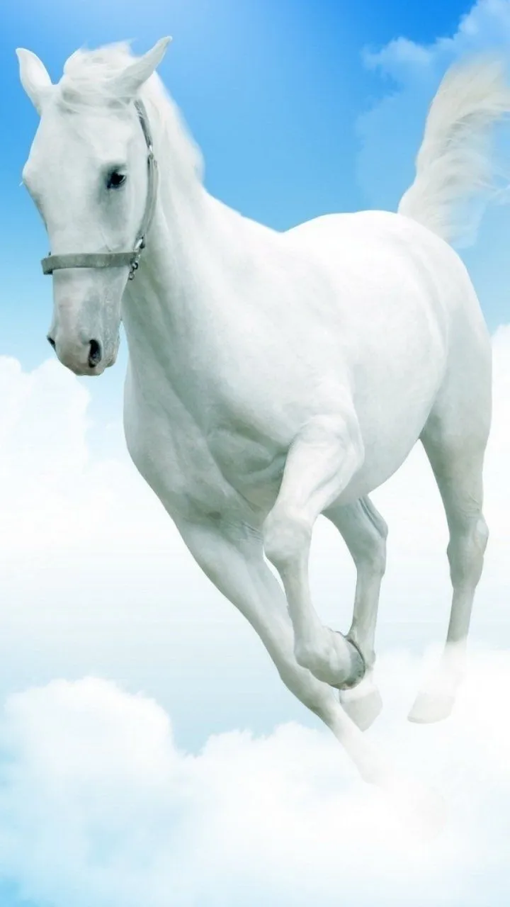 Download Animal Horse Phone Wallpaper
