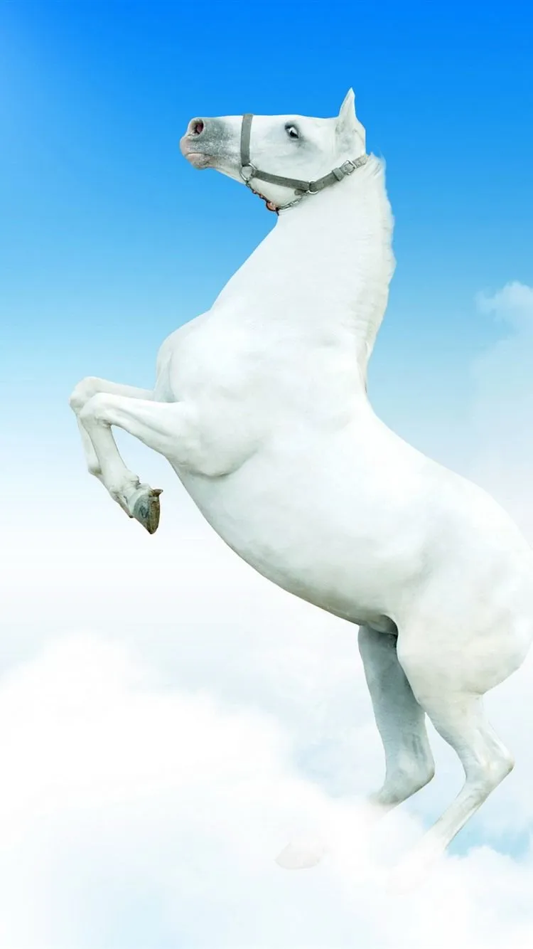 Wallpaper White horse, sky, clouds 2880x1800 Picture, Image
