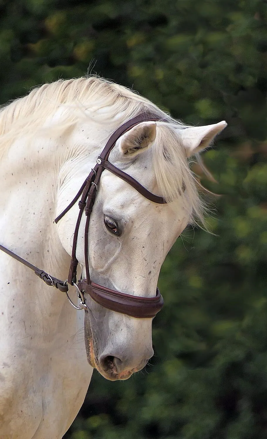Free horse for mobile photo