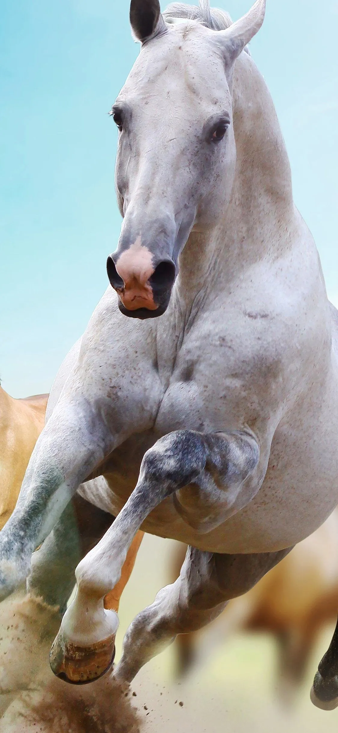 Horses Run Animal iPhone Wallpaper