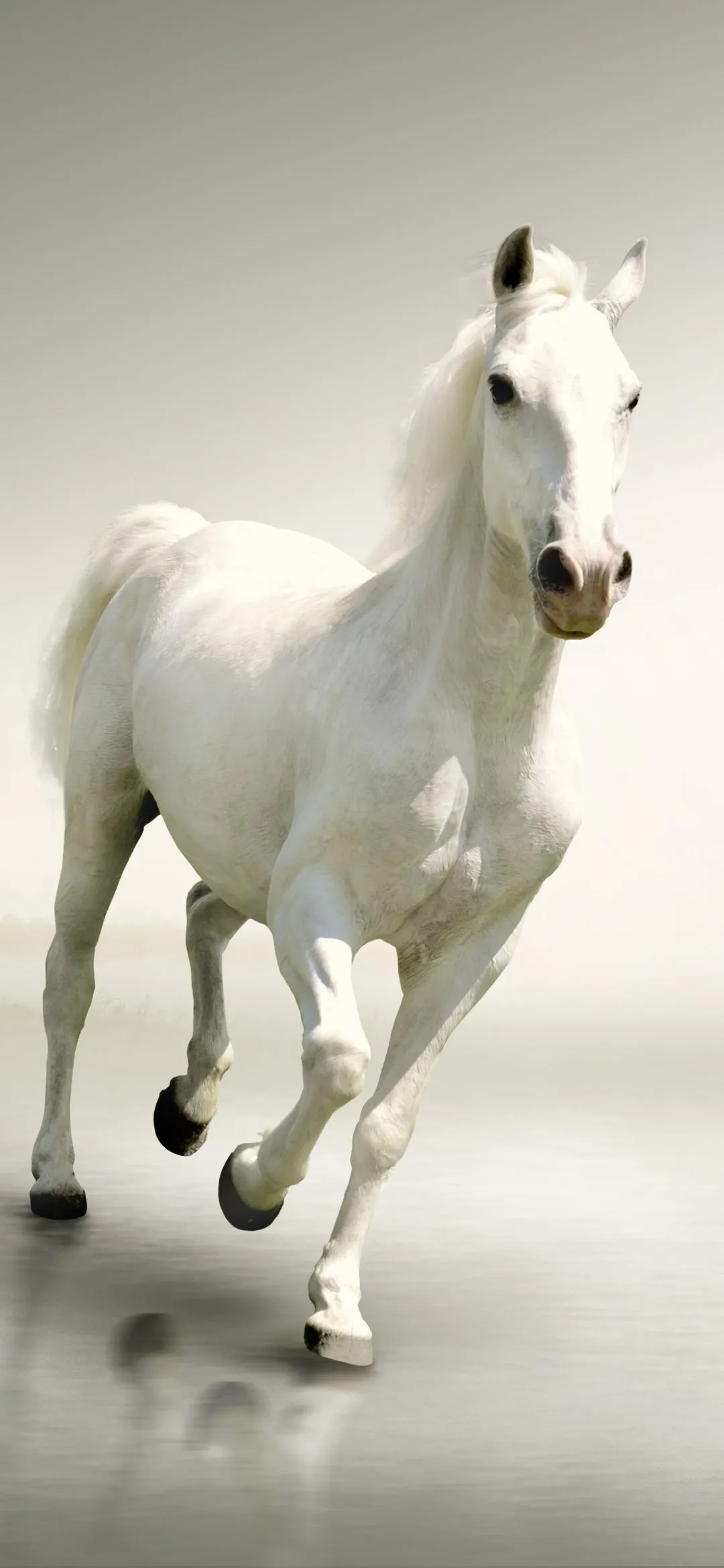 Phone wallpaper: Animal, Horse 1358685