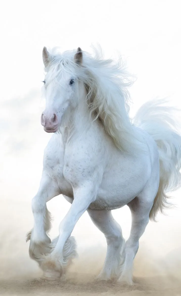 White Horses: New Novel Releasing October 2026. D.L. Randle