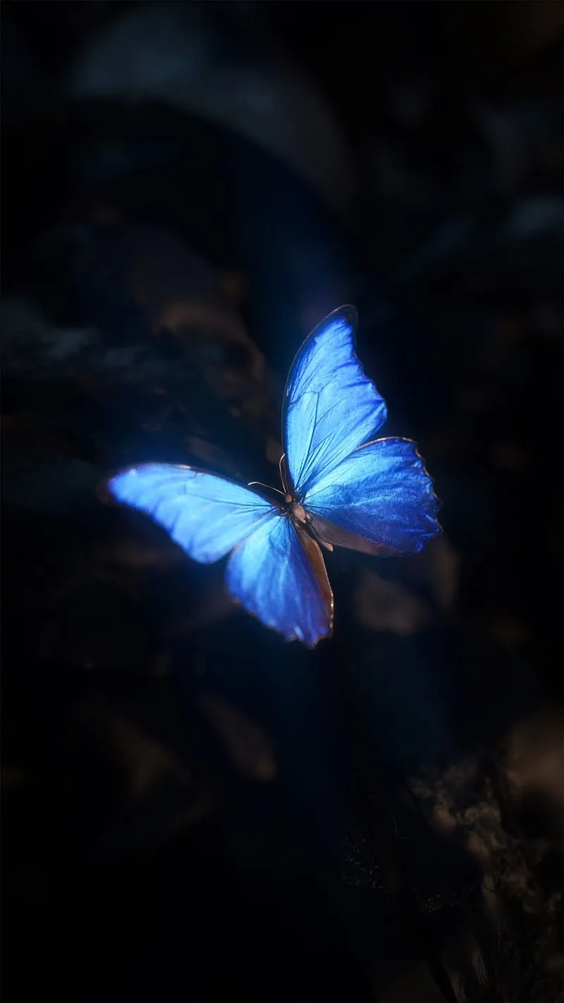 Butterfly, 2019, bonito, Sartajistic, amoled, black, blue, butterflies, chain.awesome, HD phone wallpaper