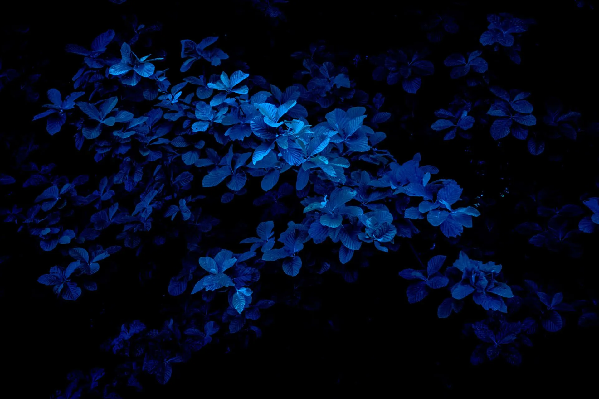 Download Adorable dark blue cutsie Wallpaper