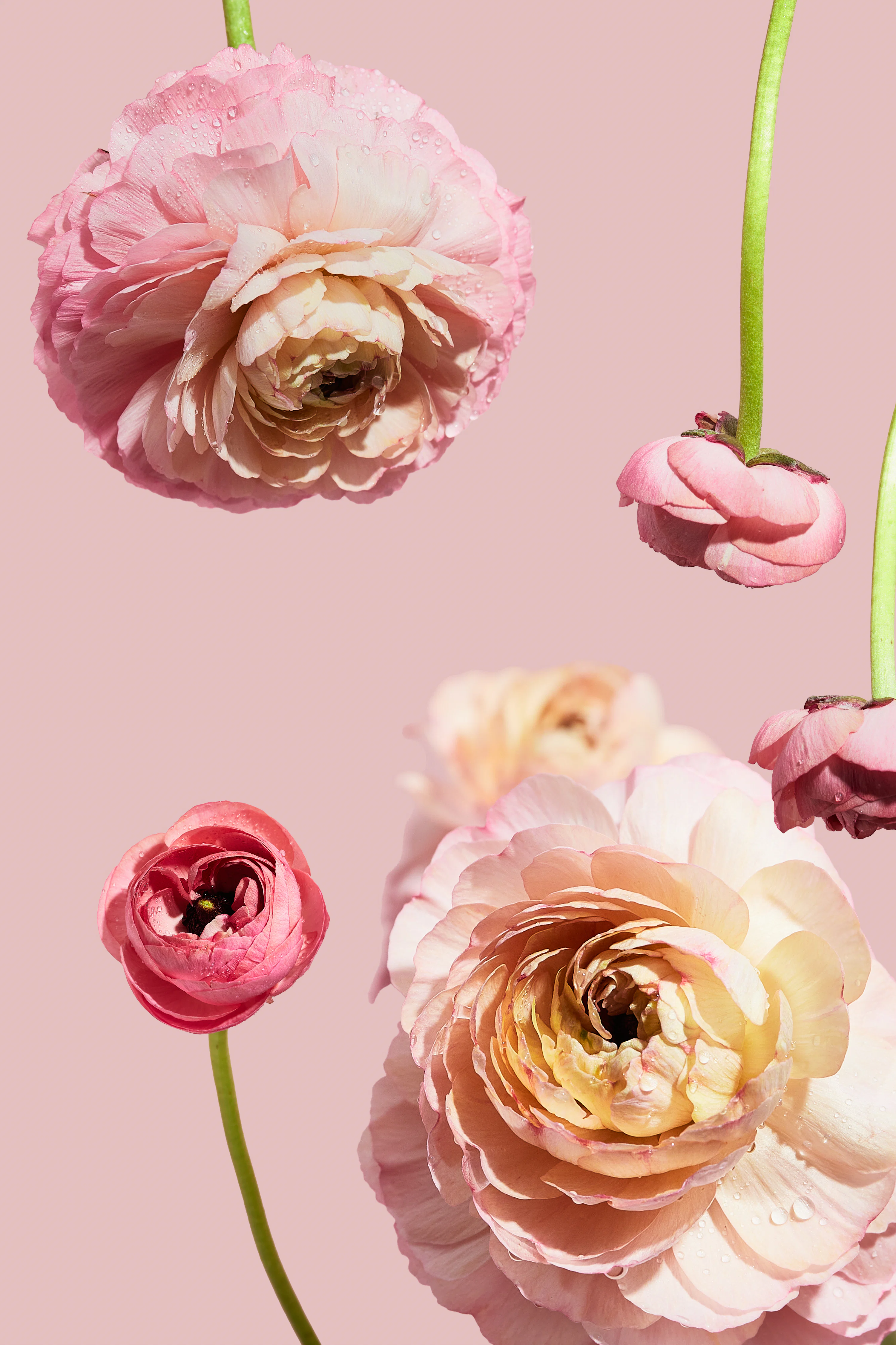 A group of pink flowers on a pink background photo