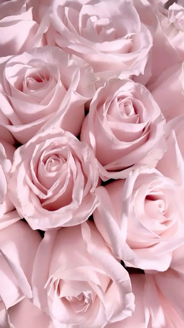 Pink roses pink flowers pink print pink wallpaper