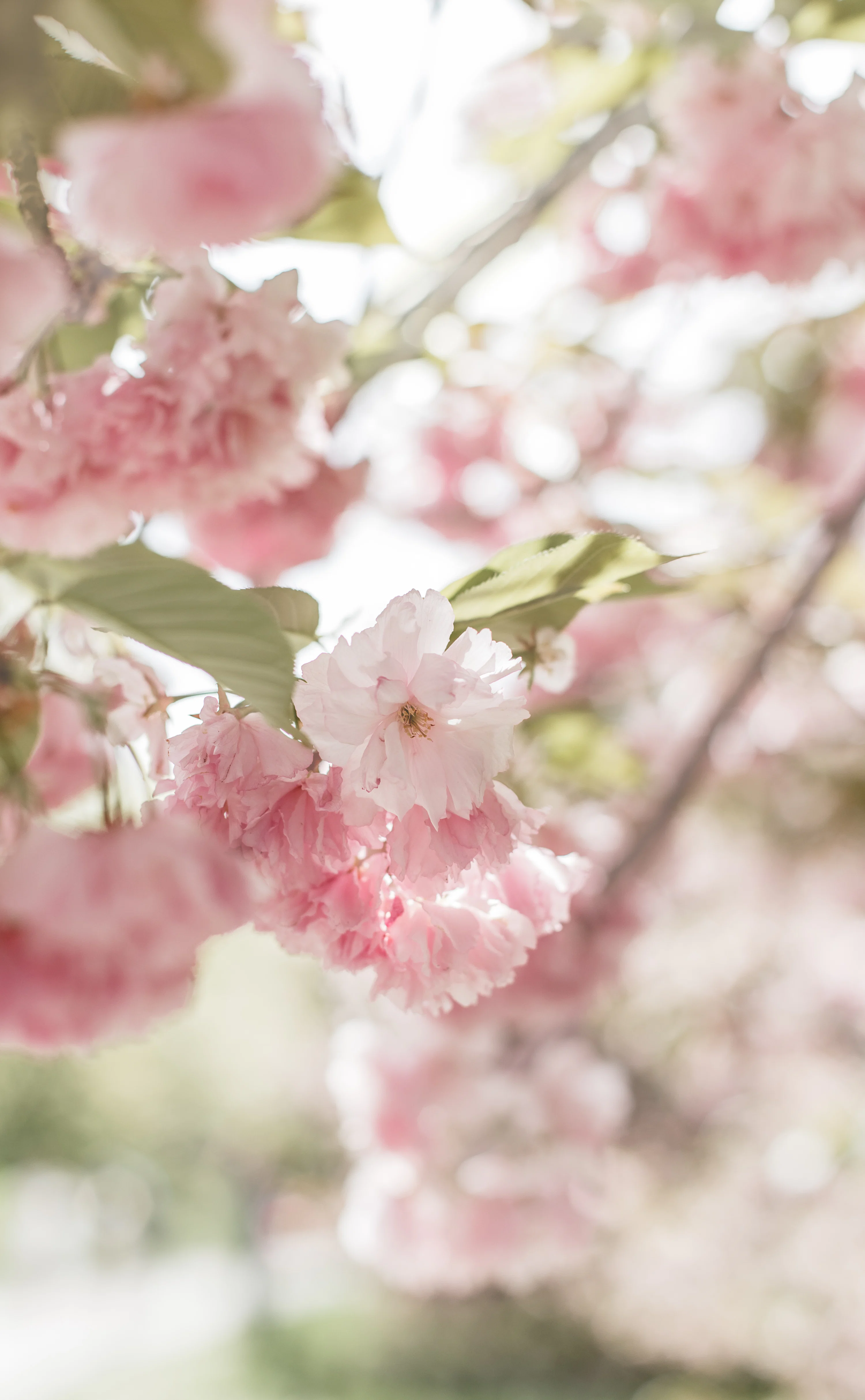 Pink Flowers Picture [HD]. Download Free Image