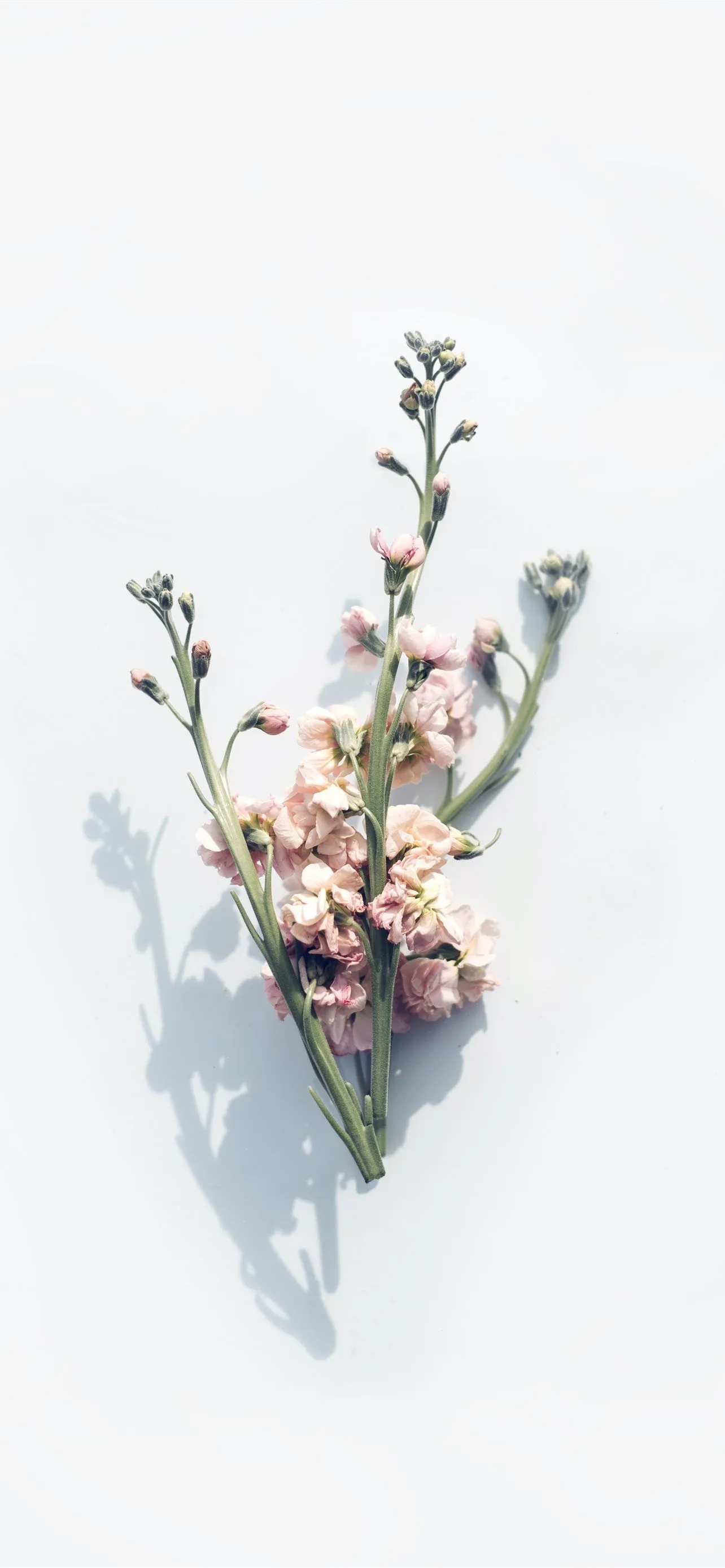 pink flower on white surface iPhone Wallpaper Free Download