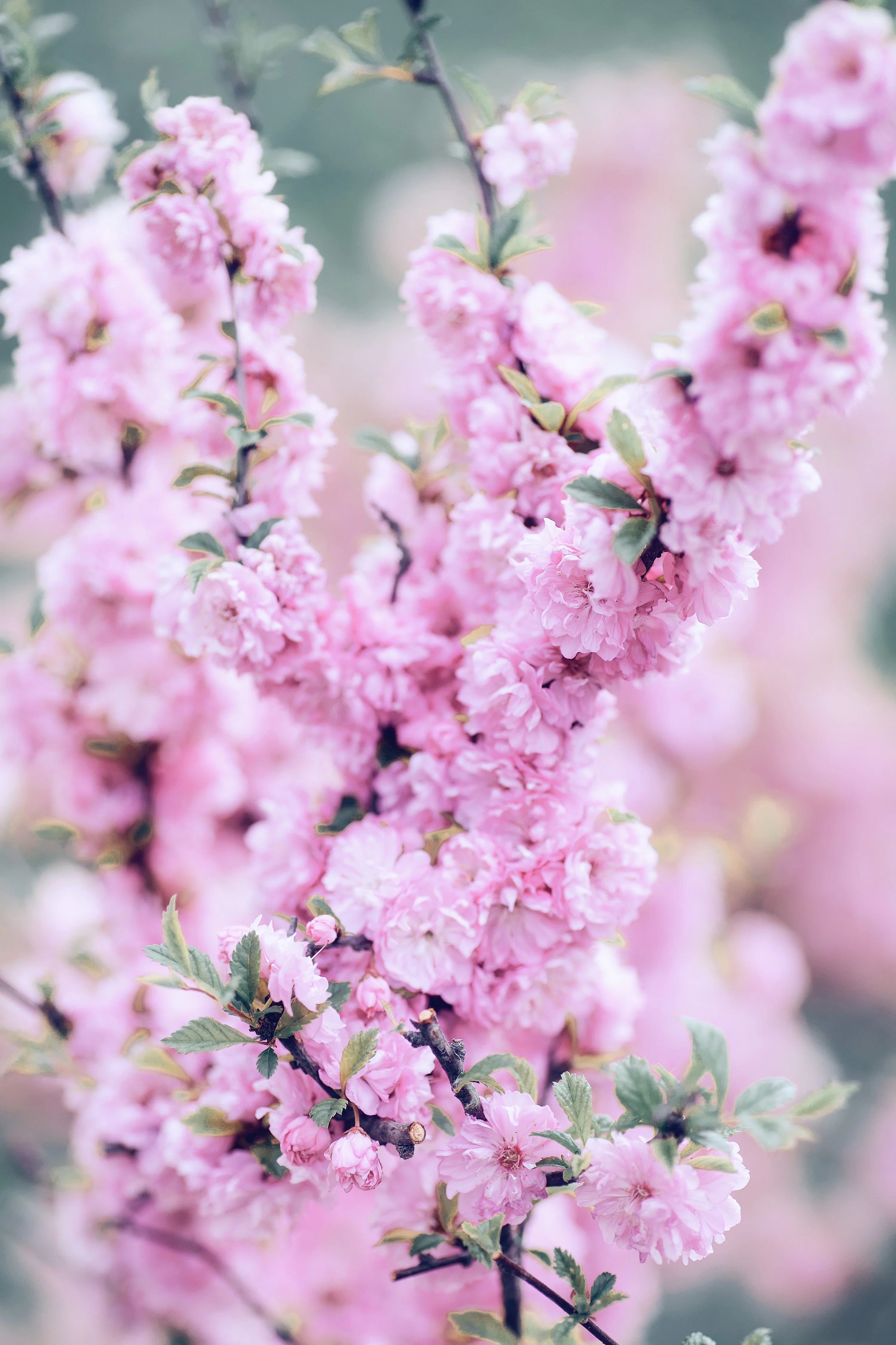 Pink Flowers Wallpaper Picture. Download Free Image