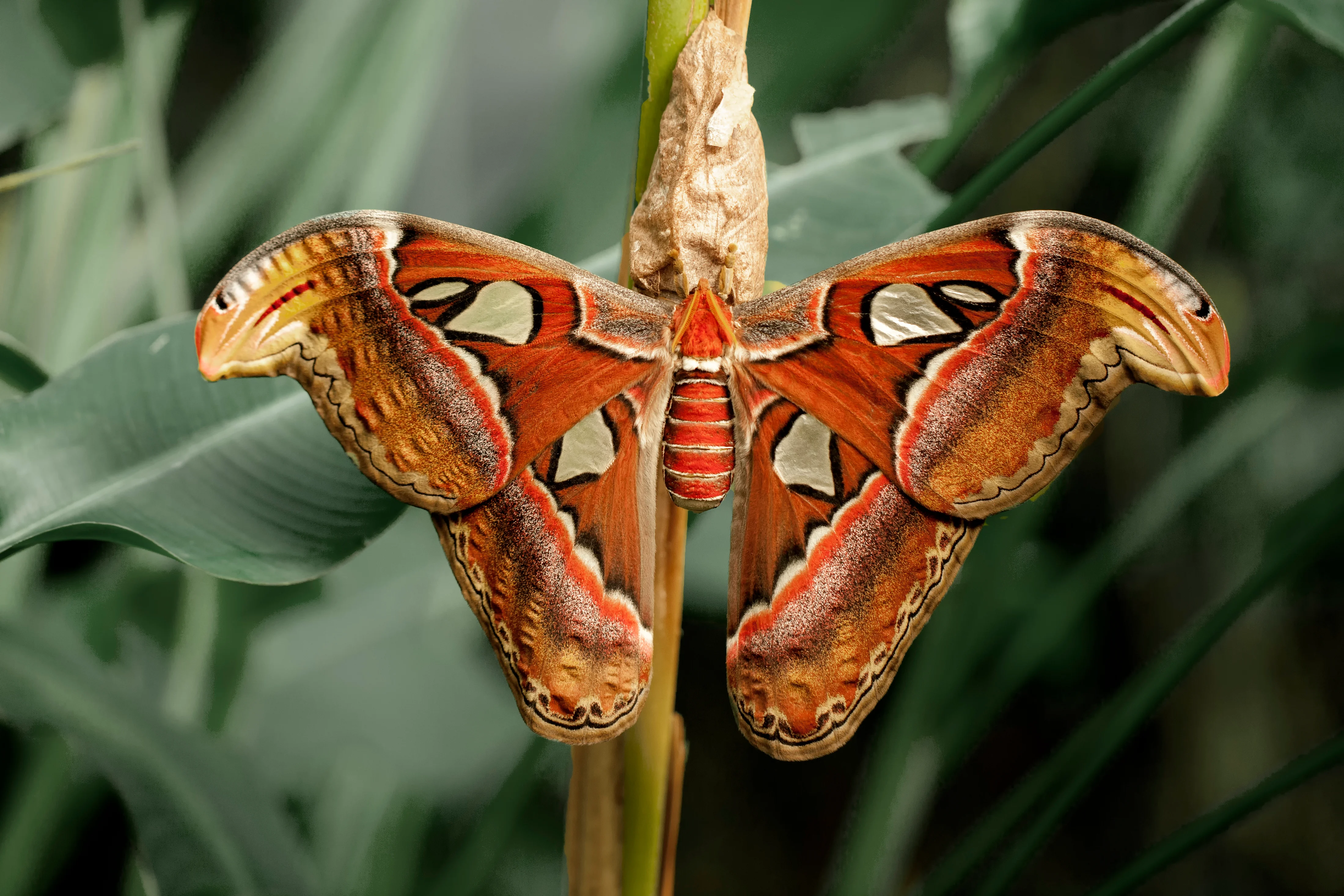 Close Up Photography Of Atlas Moth · Free