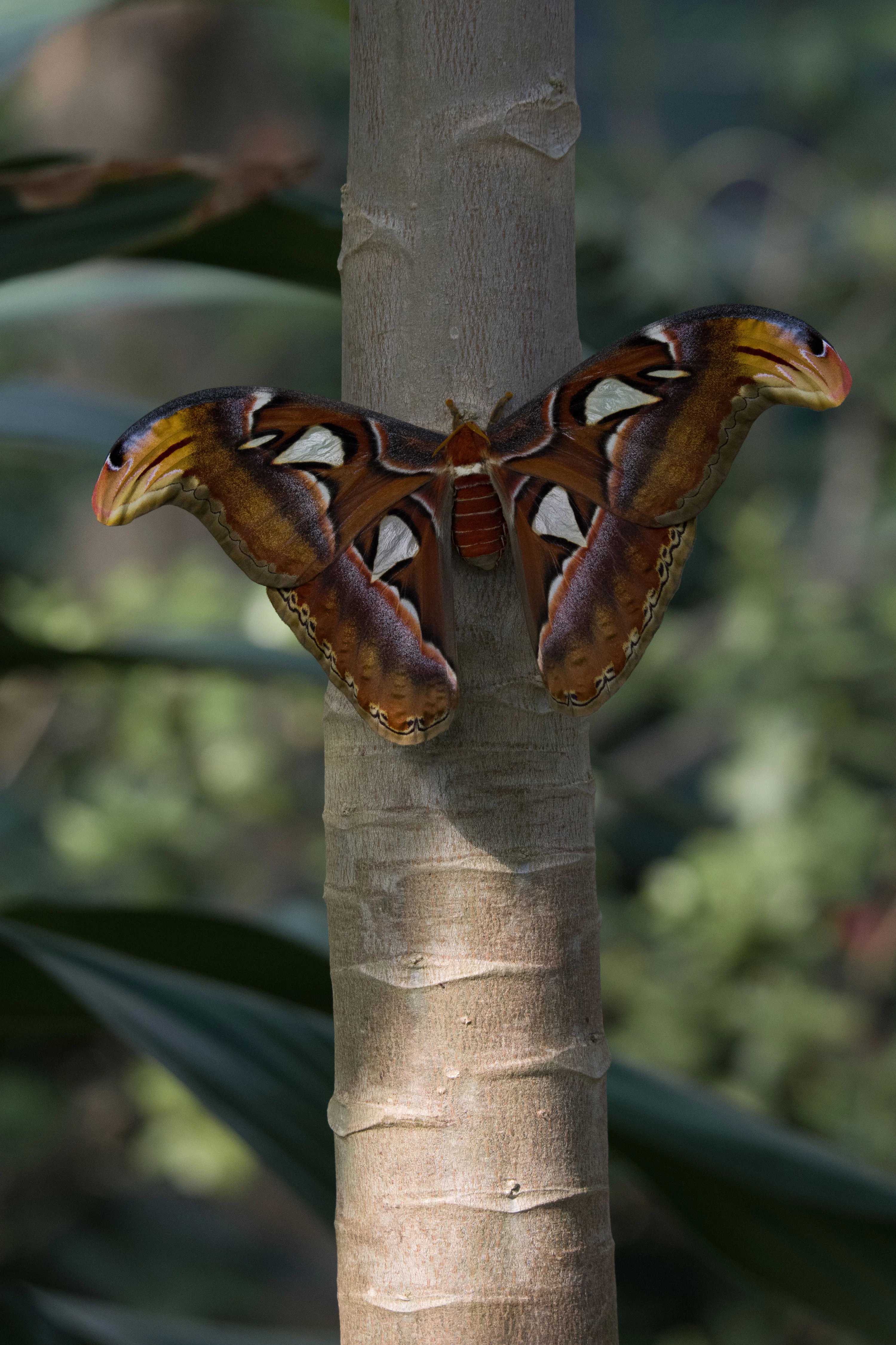Atlas Moth Picture. Download Free Image
