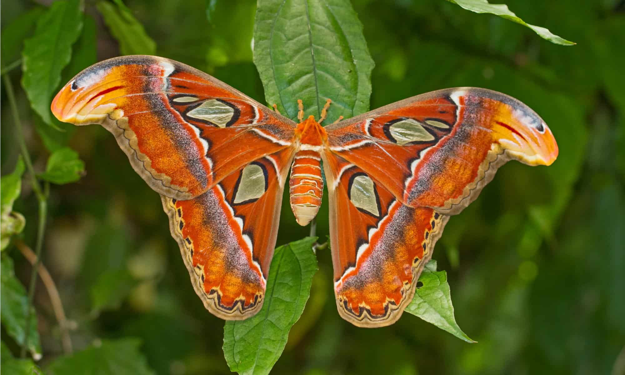 Atlas Moth Animal Facts Atlas Z Animals
