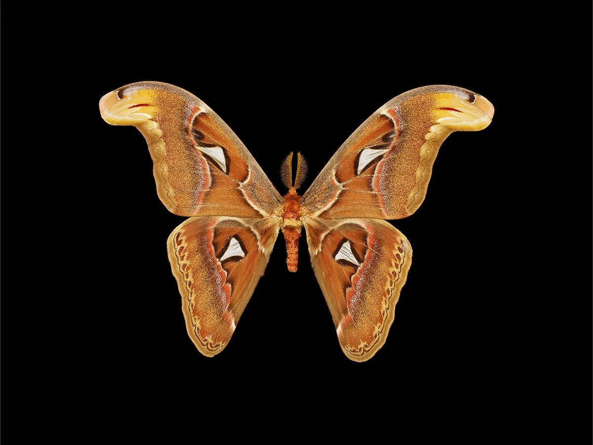 Atlas Moth Academy of Sciences