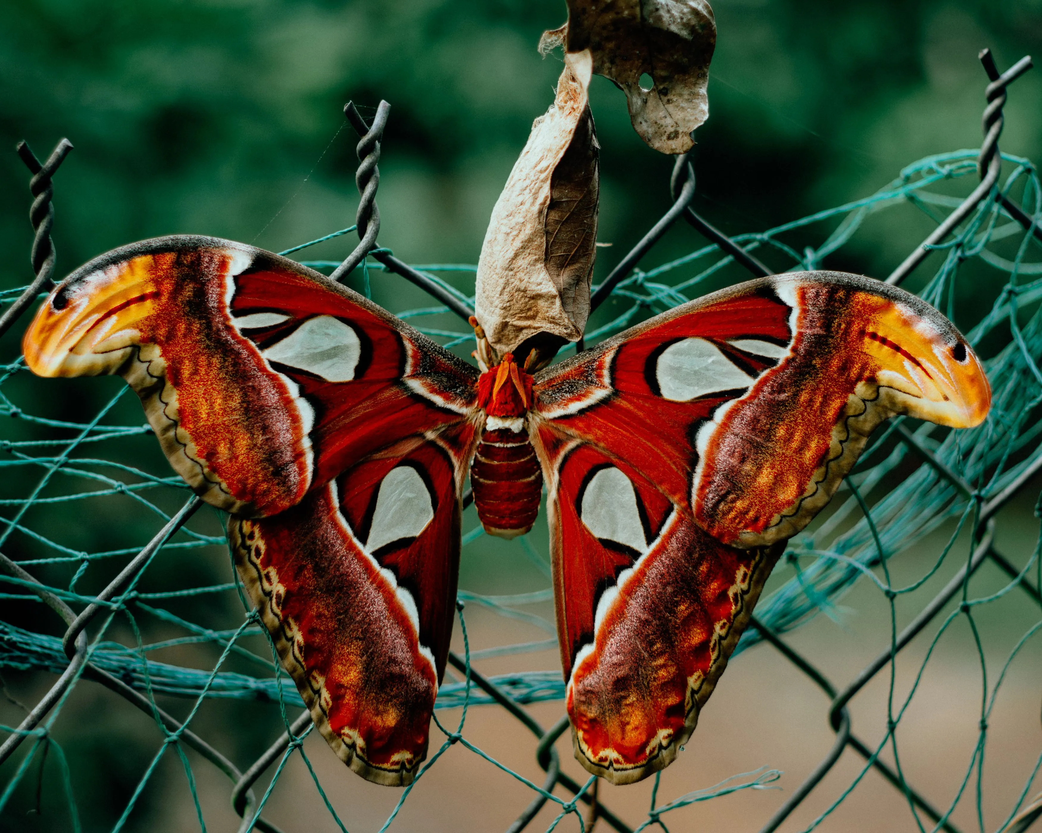 Atlas Moth Photo, Download The BEST Free Atlas Moth & HD Image