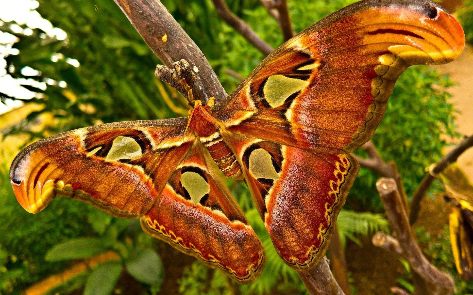 Download Moth Atlas Giant On Branch Wallpaper