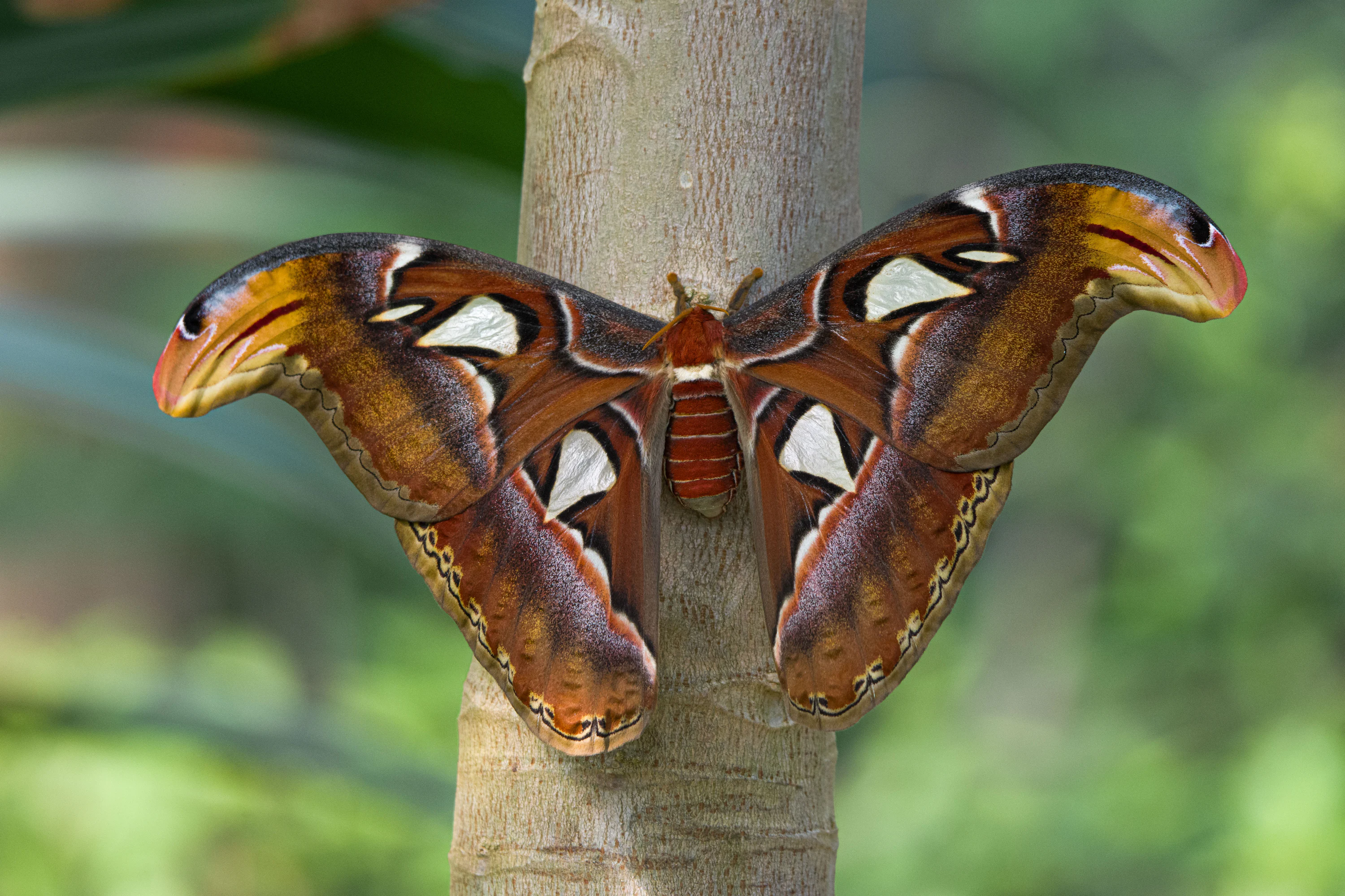 Atlas Moth Picture. Download Free Image