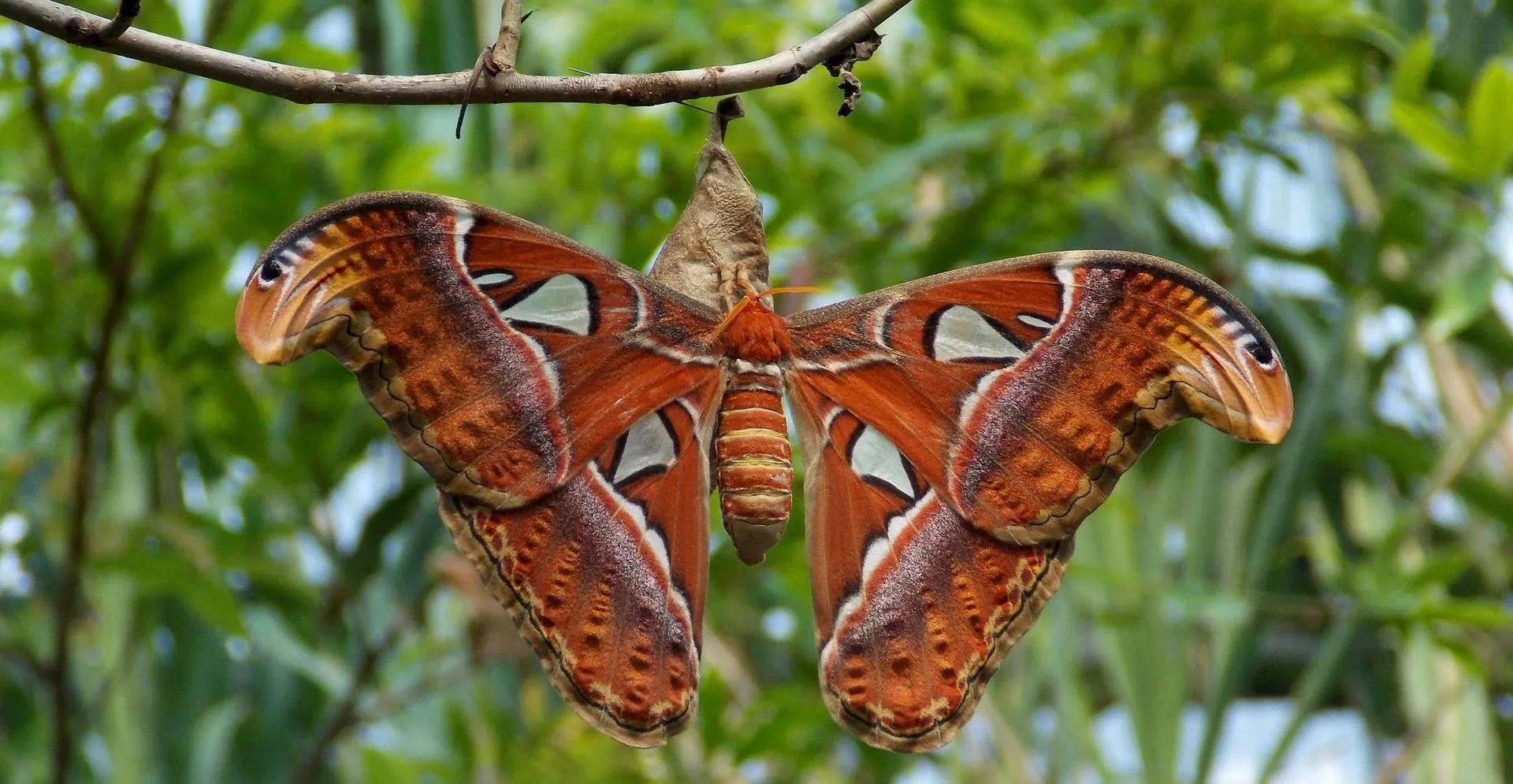 Download Atlas Moth Cocoon Wallpaper
